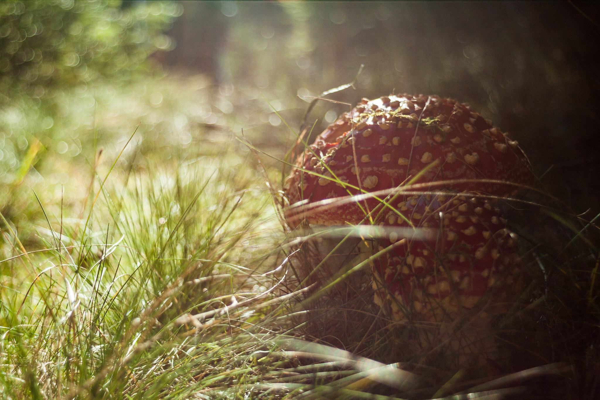 Canon EF 35-80mm f/4-5.6 sample photo. Muscaria photography