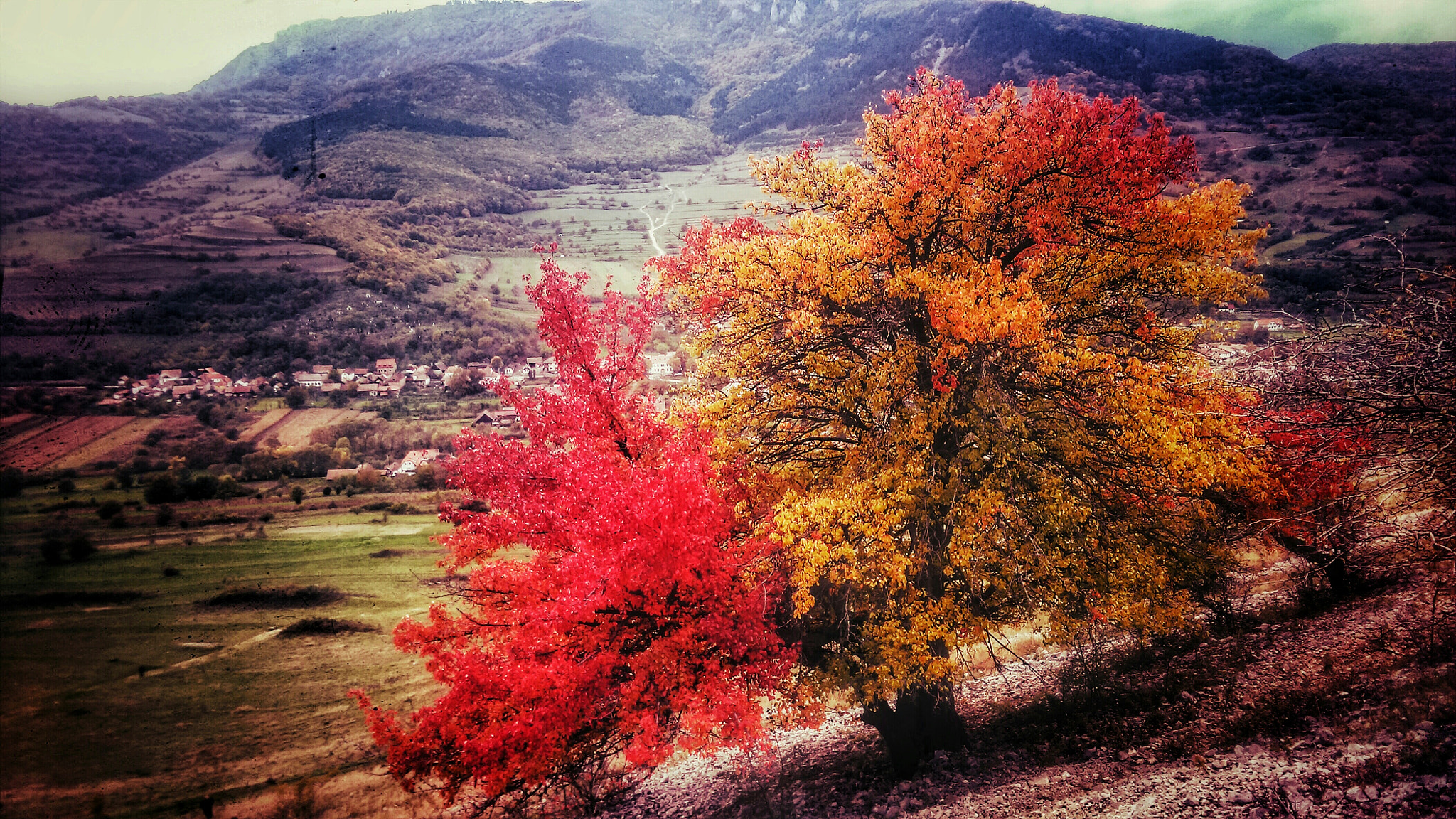 HTC ONE M8S sample photo. One tree, two colours photography