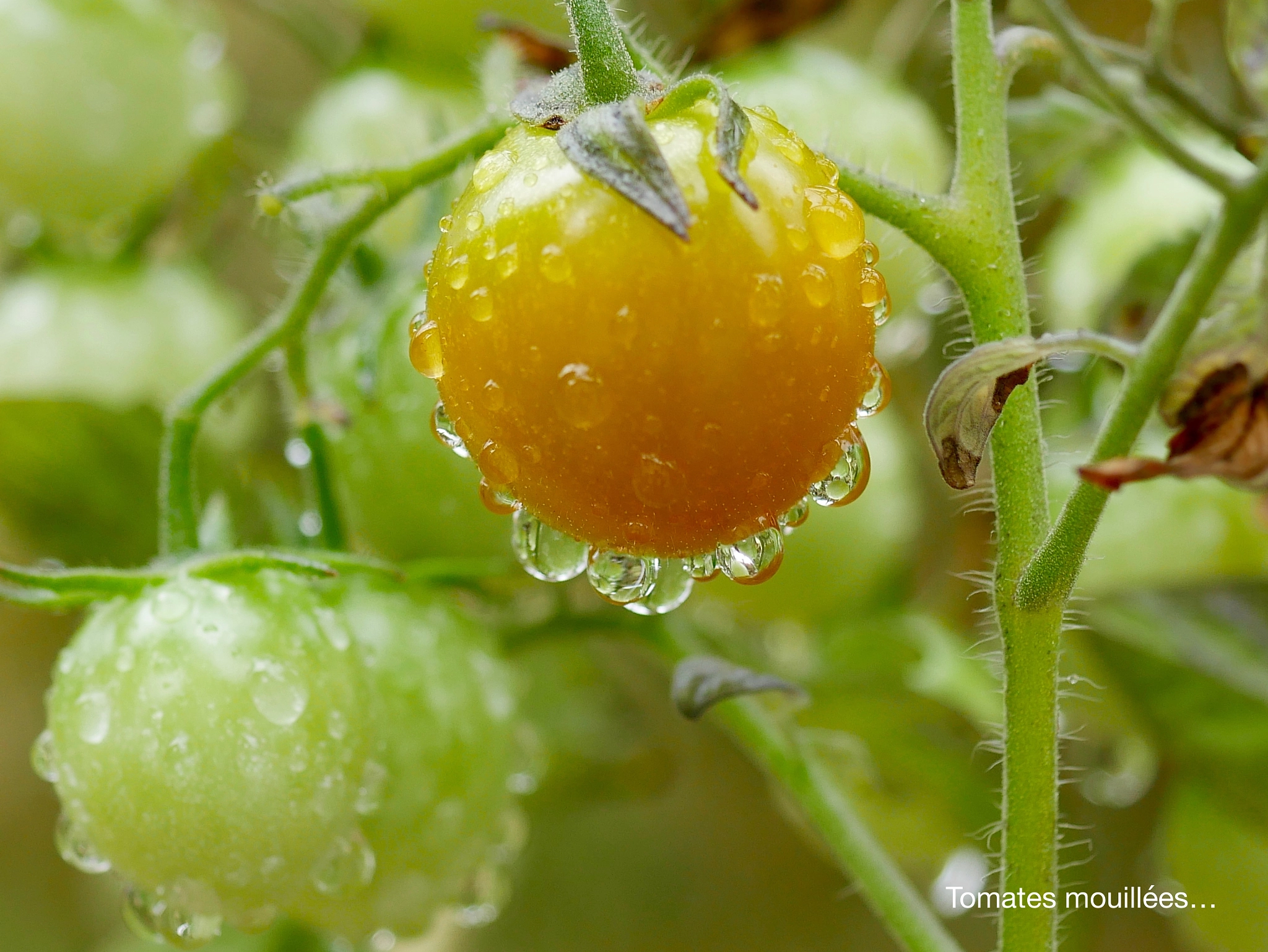 Panasonic DMC-G70 + Panasonic Lumix G Macro 30mm F2.8 ASPH Mega OIS sample photo. Tomates mouillées... photography