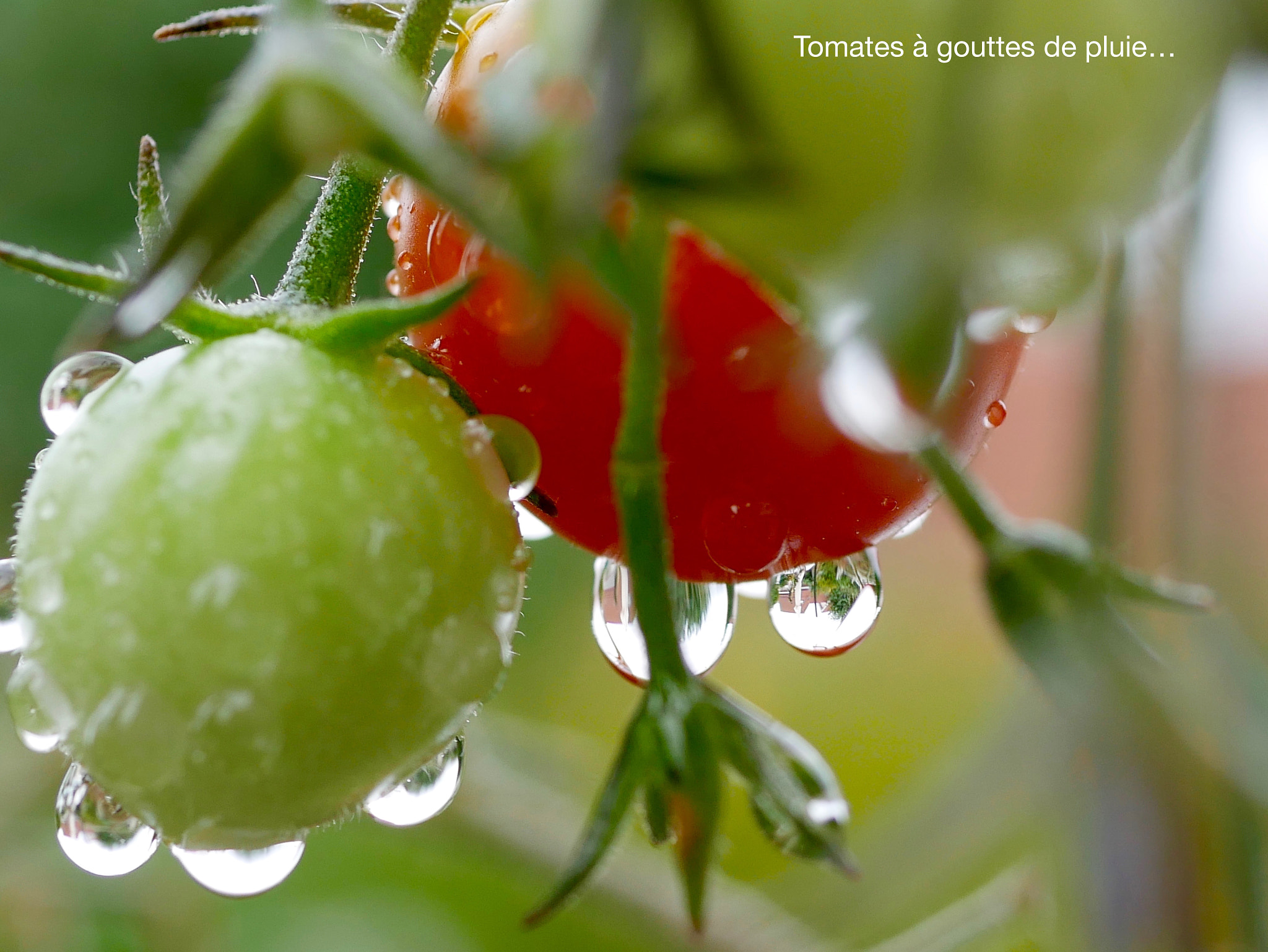 Panasonic Lumix G Macro 30mm F2.8 ASPH Mega OIS sample photo. Tomates à gouttes de pluie... photography