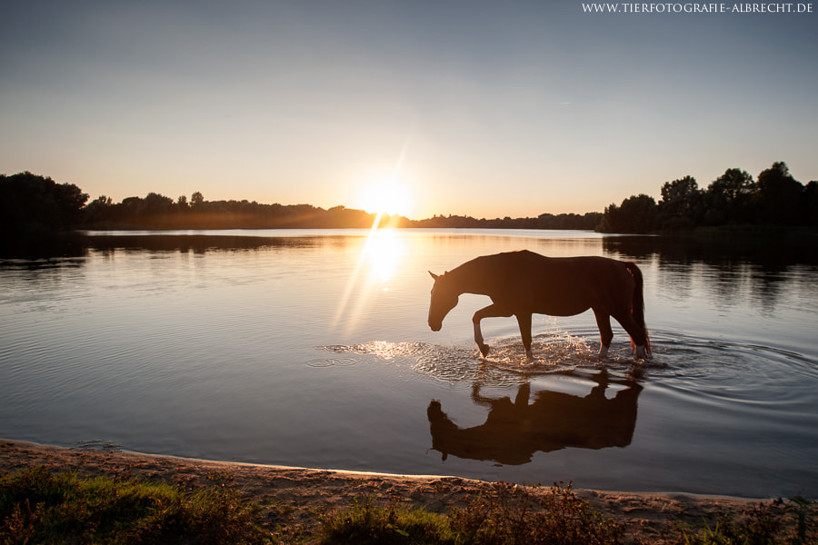 Canon EOS-1D Mark III sample photo. Golden light photography