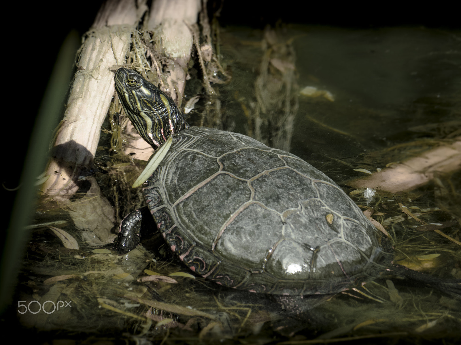 Olympus OM-D E-M1 sample photo. Painted turtle photography