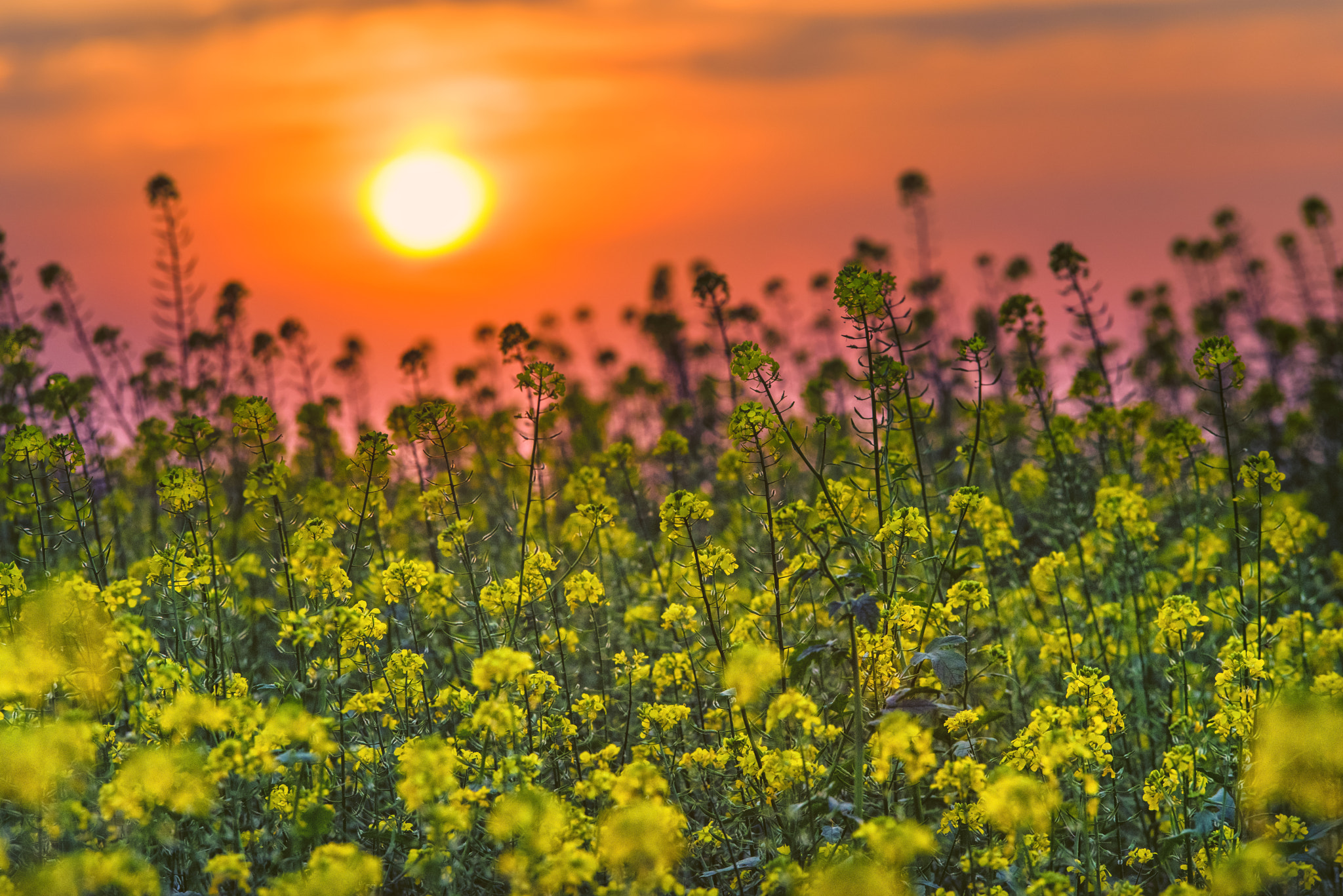 Pentax K-1 sample photo. Evening in münsterland photography