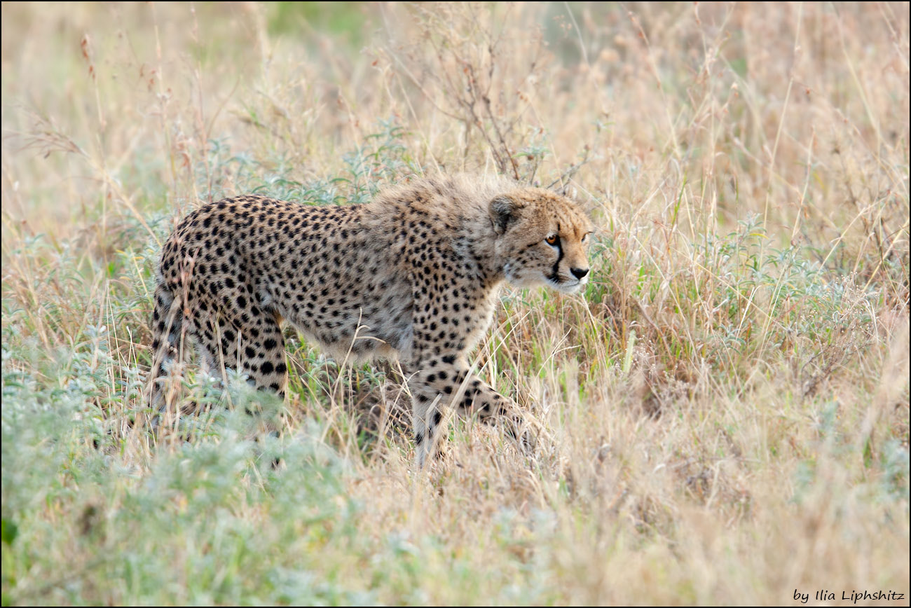Canon EOS-1D Mark III sample photo. Cheetahs of serengeti №18 photography