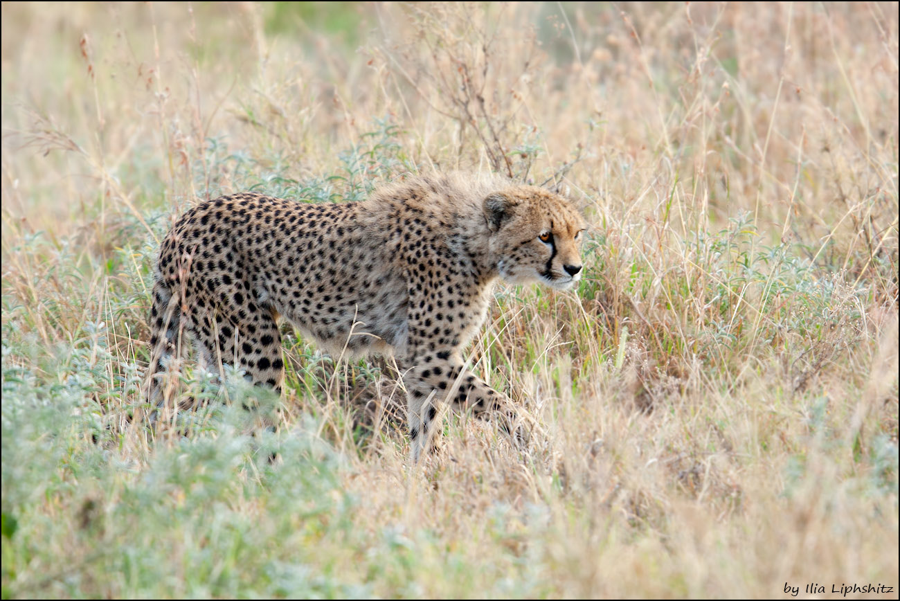 Canon EF 300mm F2.8L IS USM sample photo. Cheetahs of serengeti №18 photography