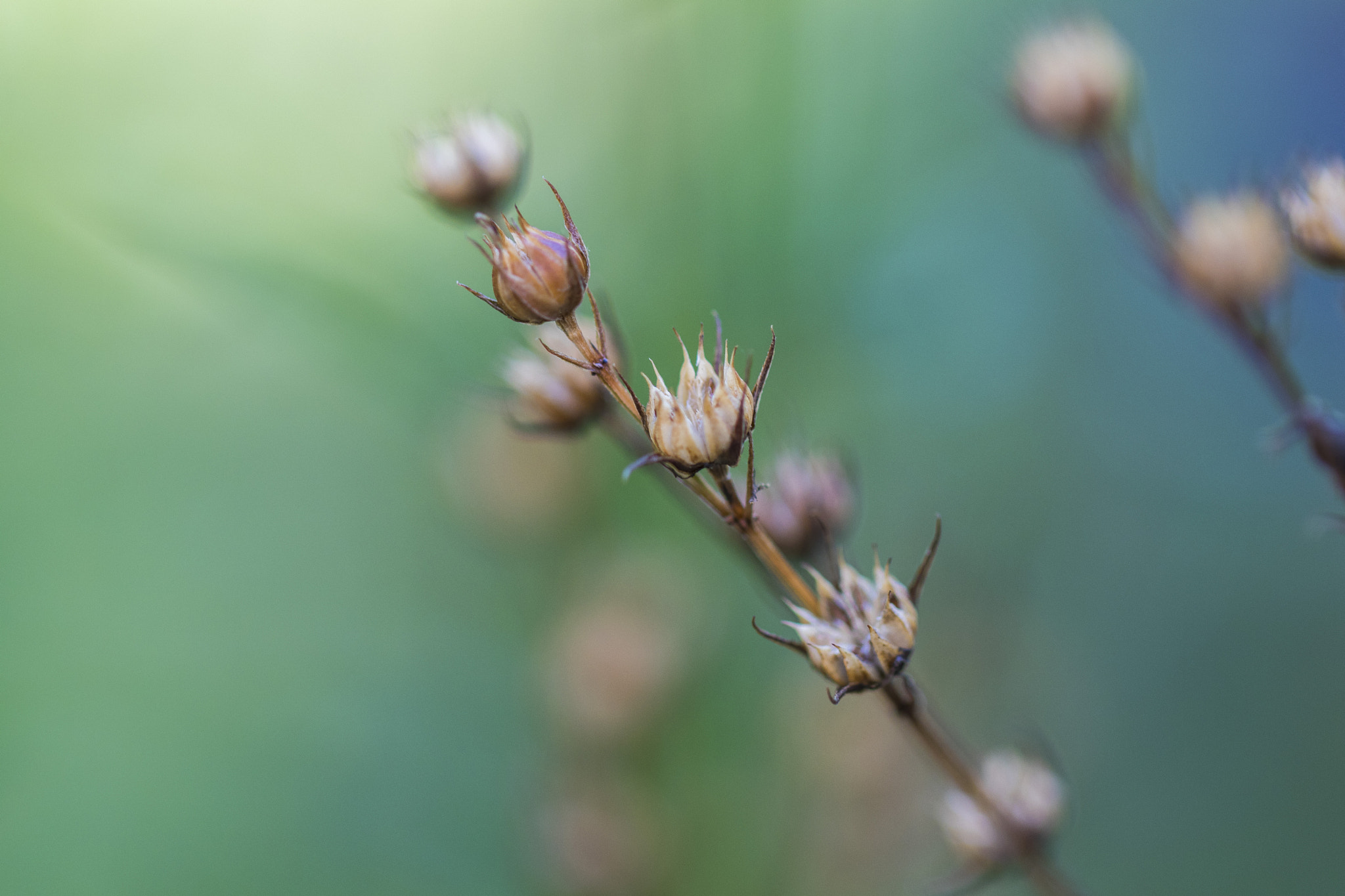 Canon EOS 80D + Canon EF 100mm F2.8L Macro IS USM sample photo. Strauch photography