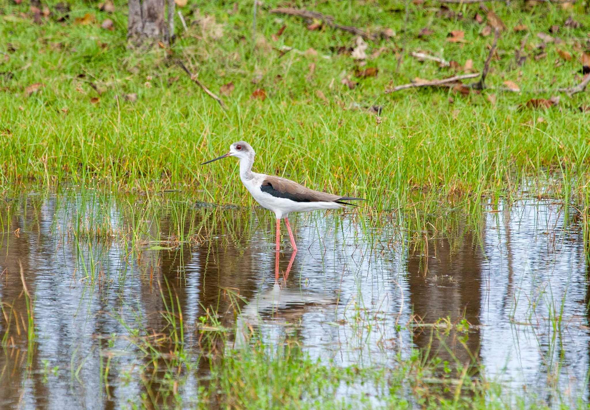 Canon EF 100-400mm F4.5-5.6L IS USM sample photo. Stilt photography