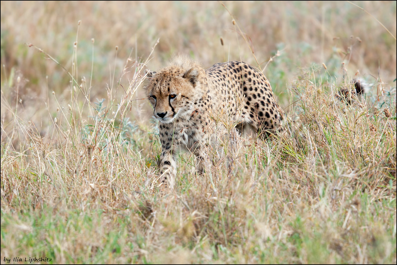 Canon EOS-1D Mark III sample photo. Cheetahs of serengeti №19 photography