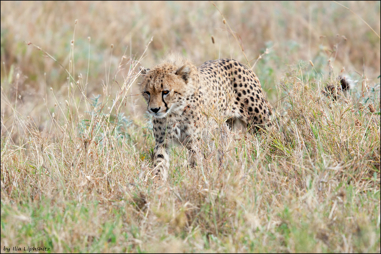 Canon EF 300mm F2.8L IS USM sample photo. Cheetahs of serengeti №19 photography