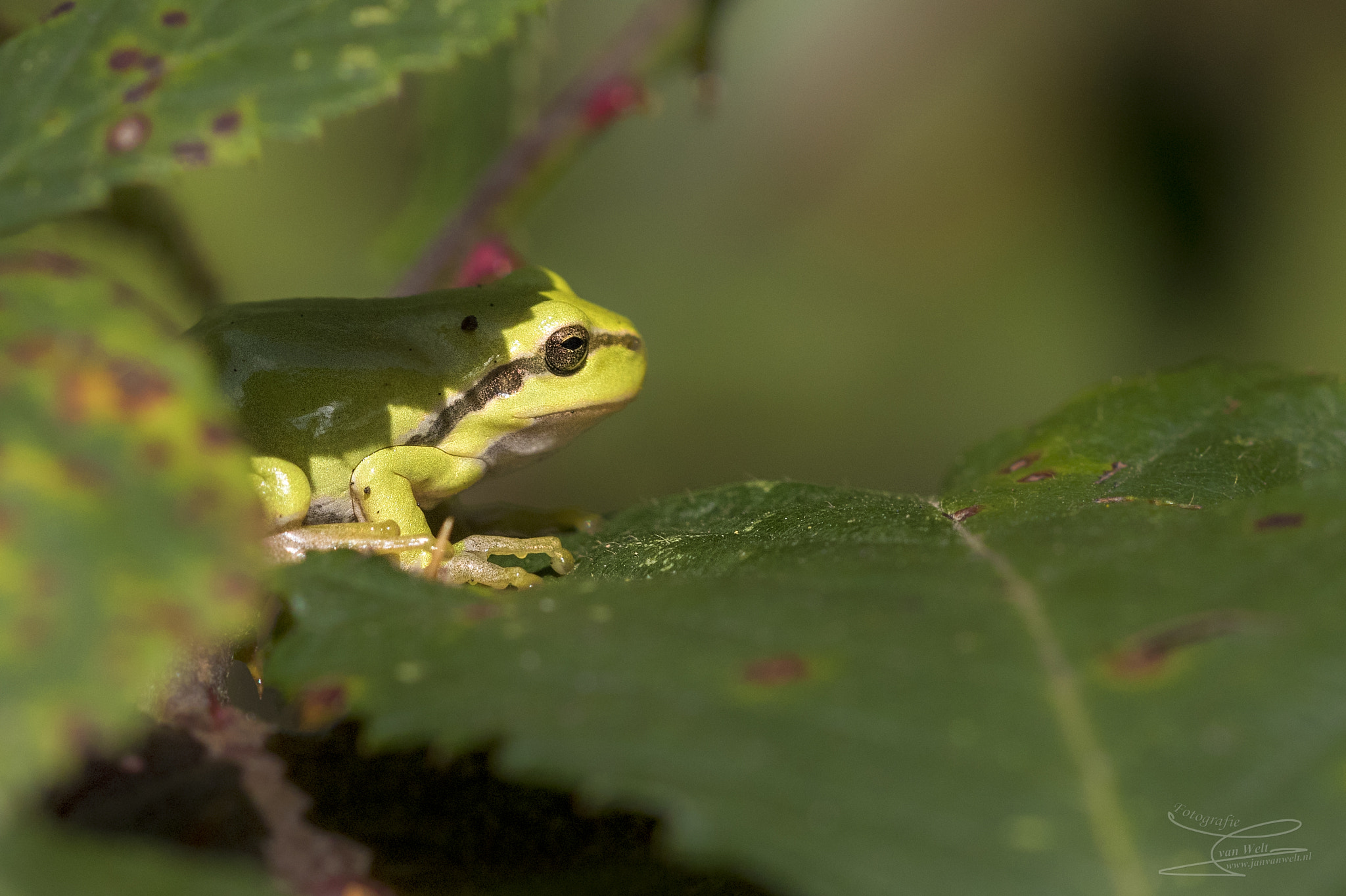 Sigma APO Macro 150mm f/2.8 EX DG HSM sample photo. Treefrog photography