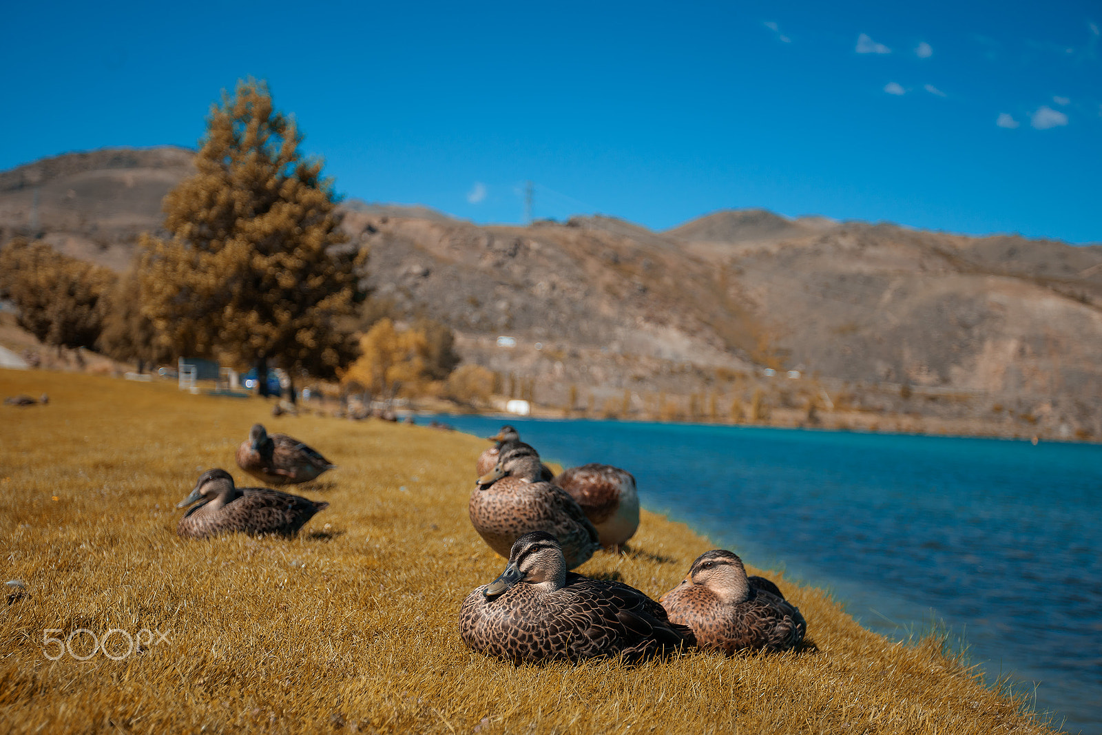Sony a7 II + Canon EF 17-40mm F4L USM sample photo. Ducks on the grassland photography