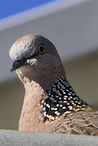 Canon EF 70-200mm F2.8L IS USM sample photo. Pigeon photography