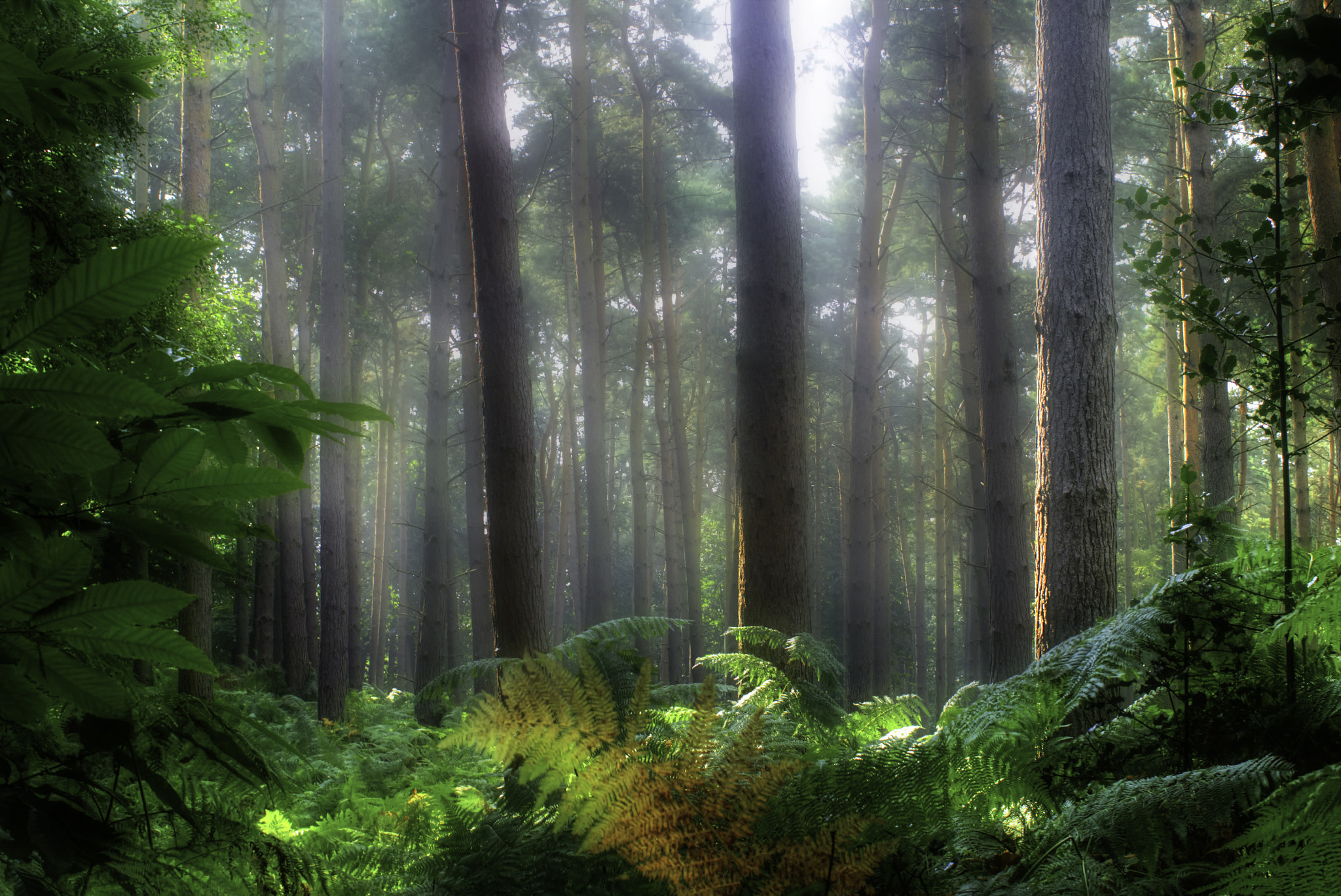 Panasonic Lumix DMC-GF6 + Sigma 30mm F2.8 DN Art sample photo. Misty woods photography
