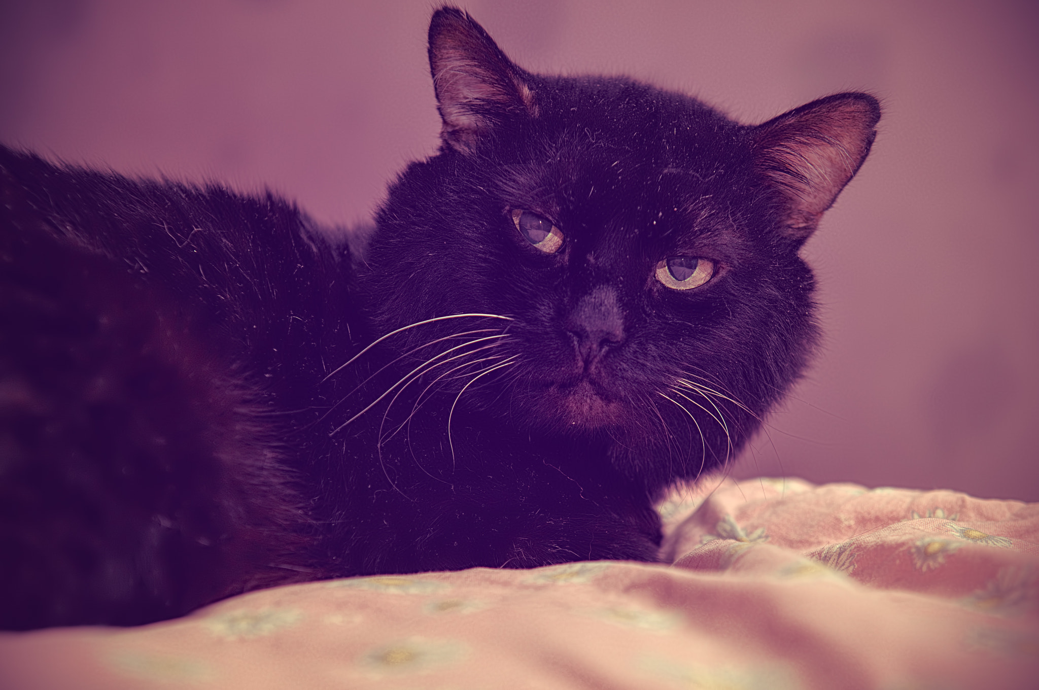 Nikon D800E + 24-70mm F/2.8 G sample photo. Look photography