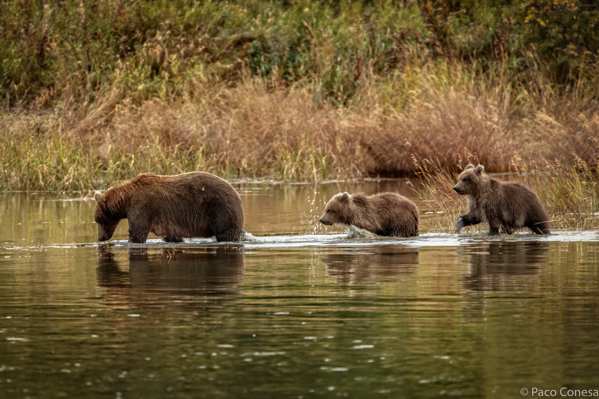 Canon EF 200-400mm F4L IS USM Extender 1.4x sample photo. A happy family photography