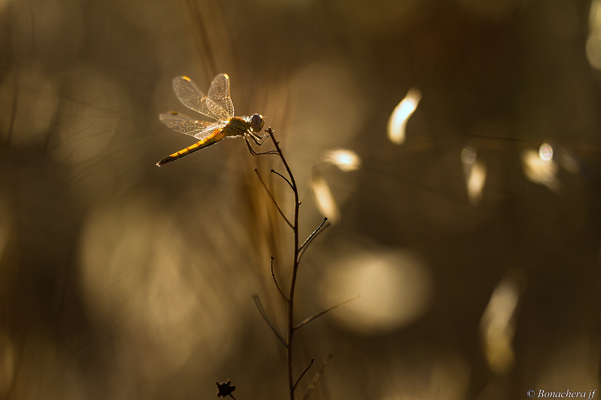 Sigma 150mm f/2.8 EX DG OS HSM APO Macro sample photo. Au soleil couchant.... photography