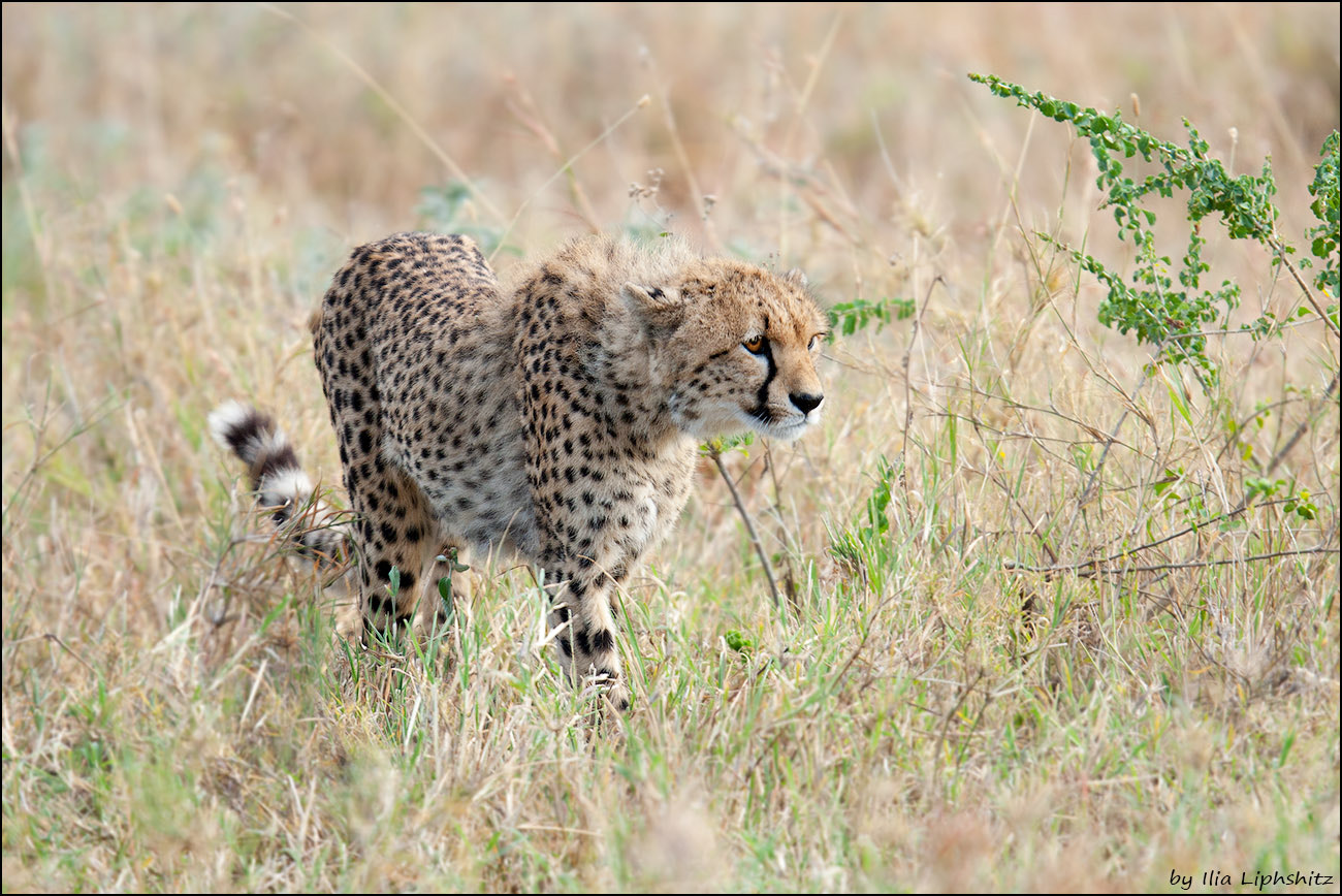 Canon EOS-1D Mark III sample photo. Cheetahs of serengeti №20 photography
