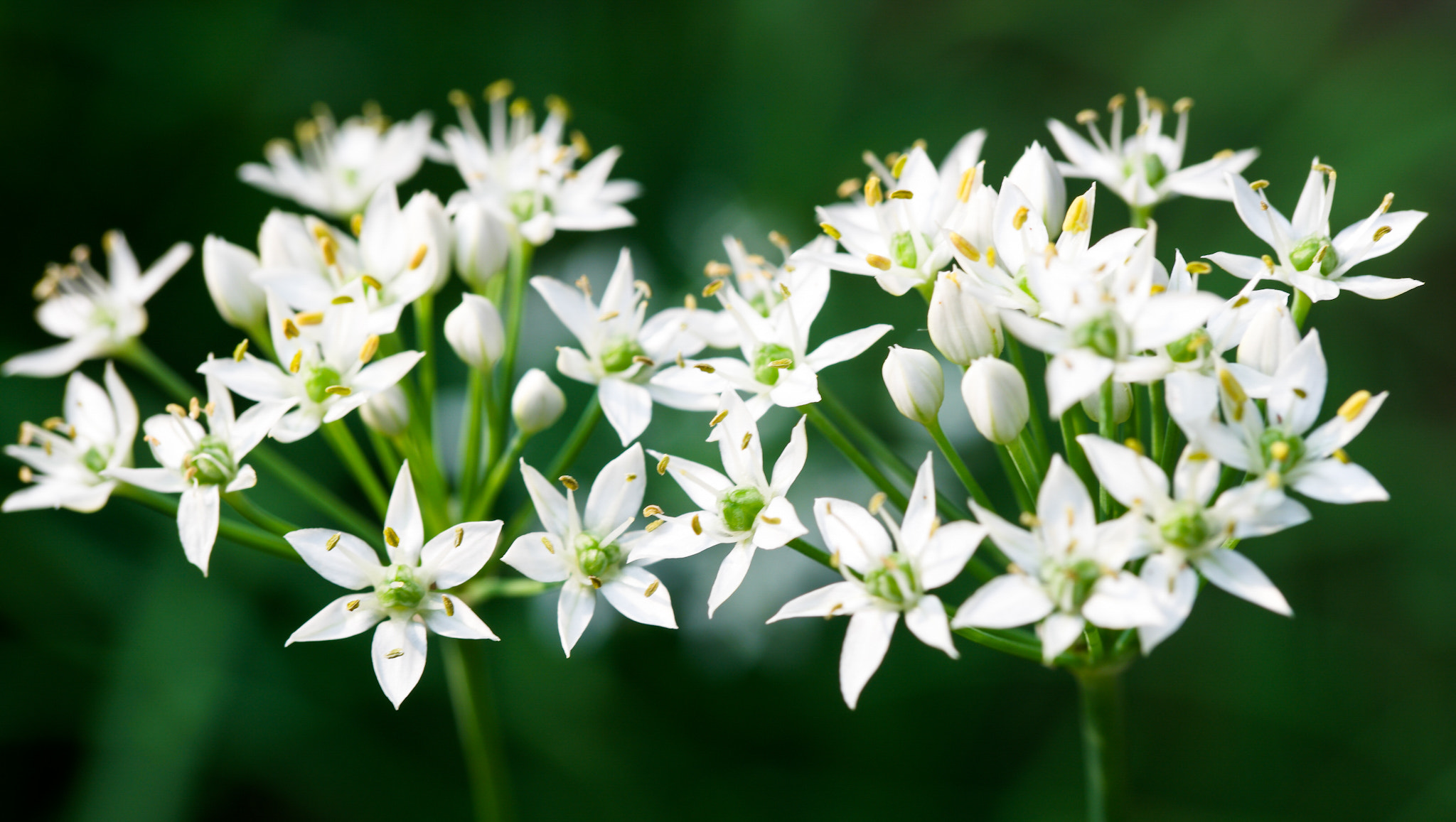 Samsung NX500 + NX 60mm F2.8 Macro sample photo. The flowers of the chive photography