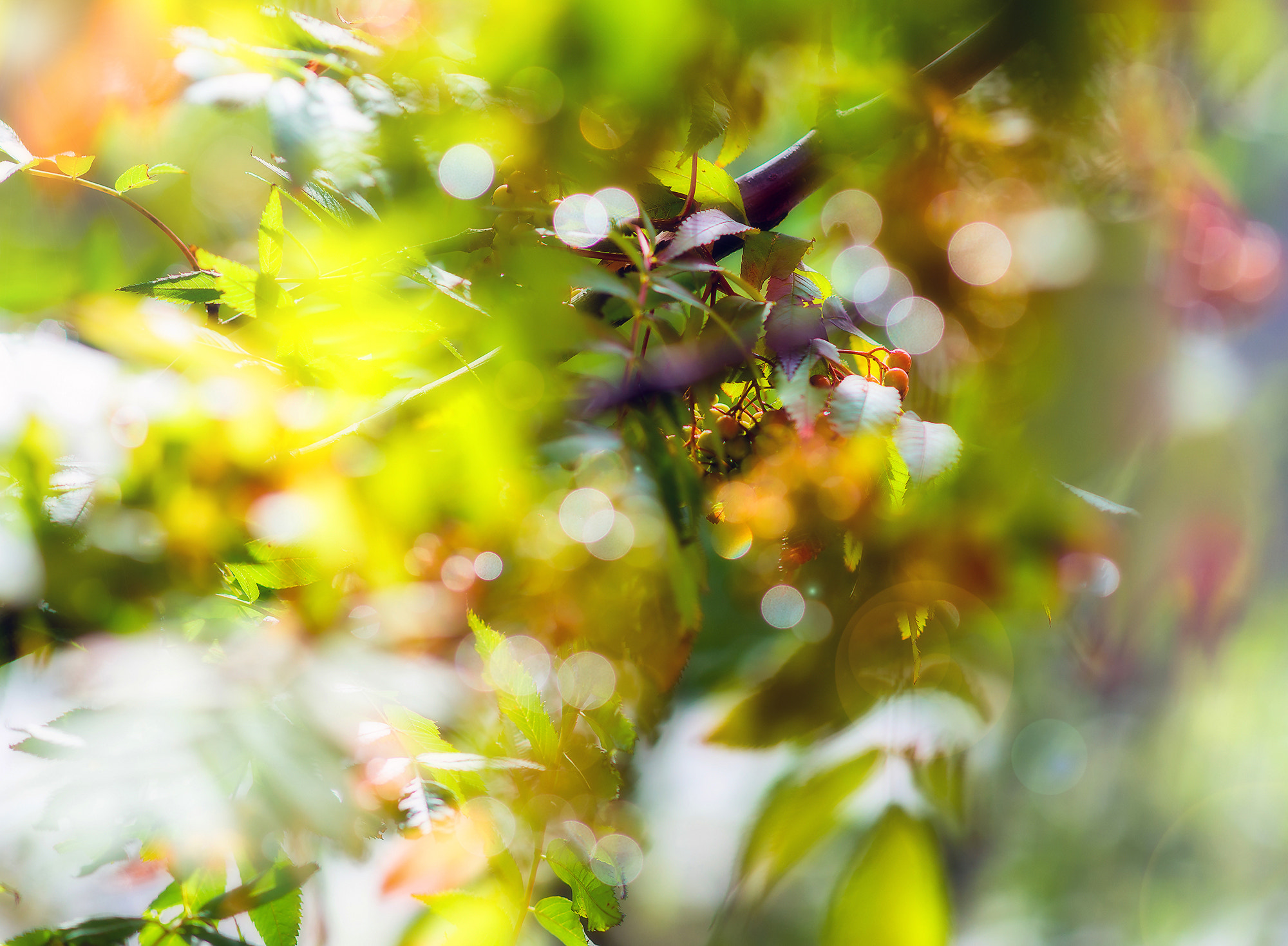 Sony Sonnar T* 135mm F1.8 ZA sample photo. Sunny morning. photography