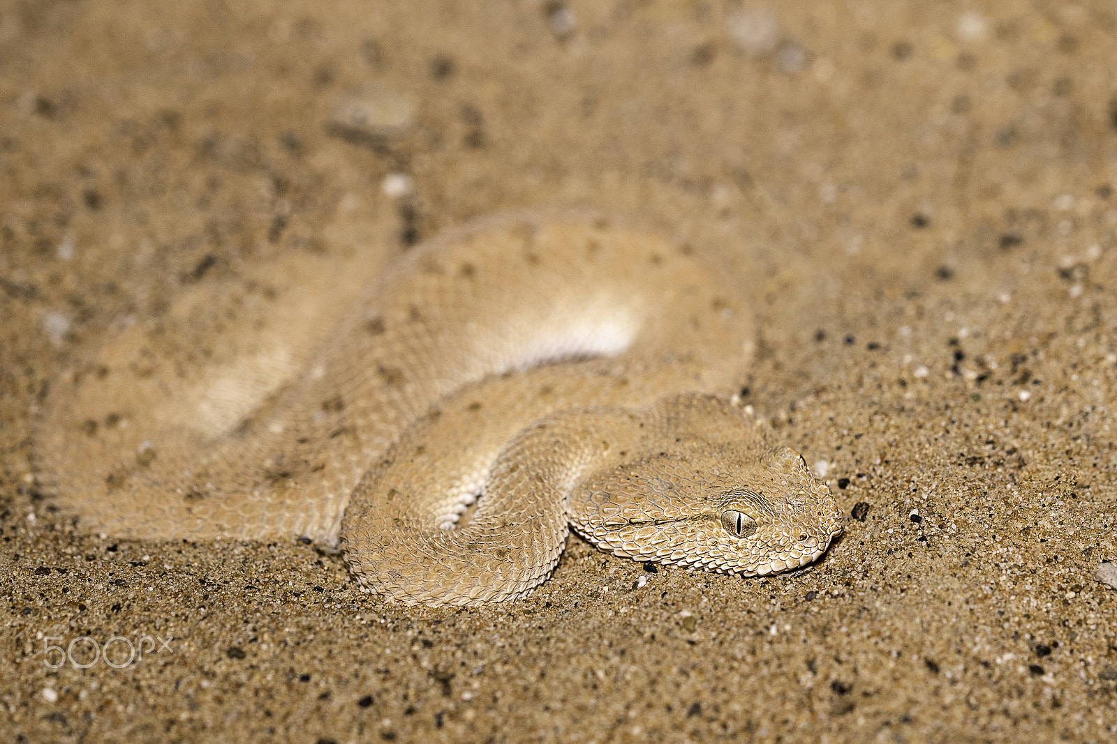 Nikon D5 sample photo. Perfect camouflage photography