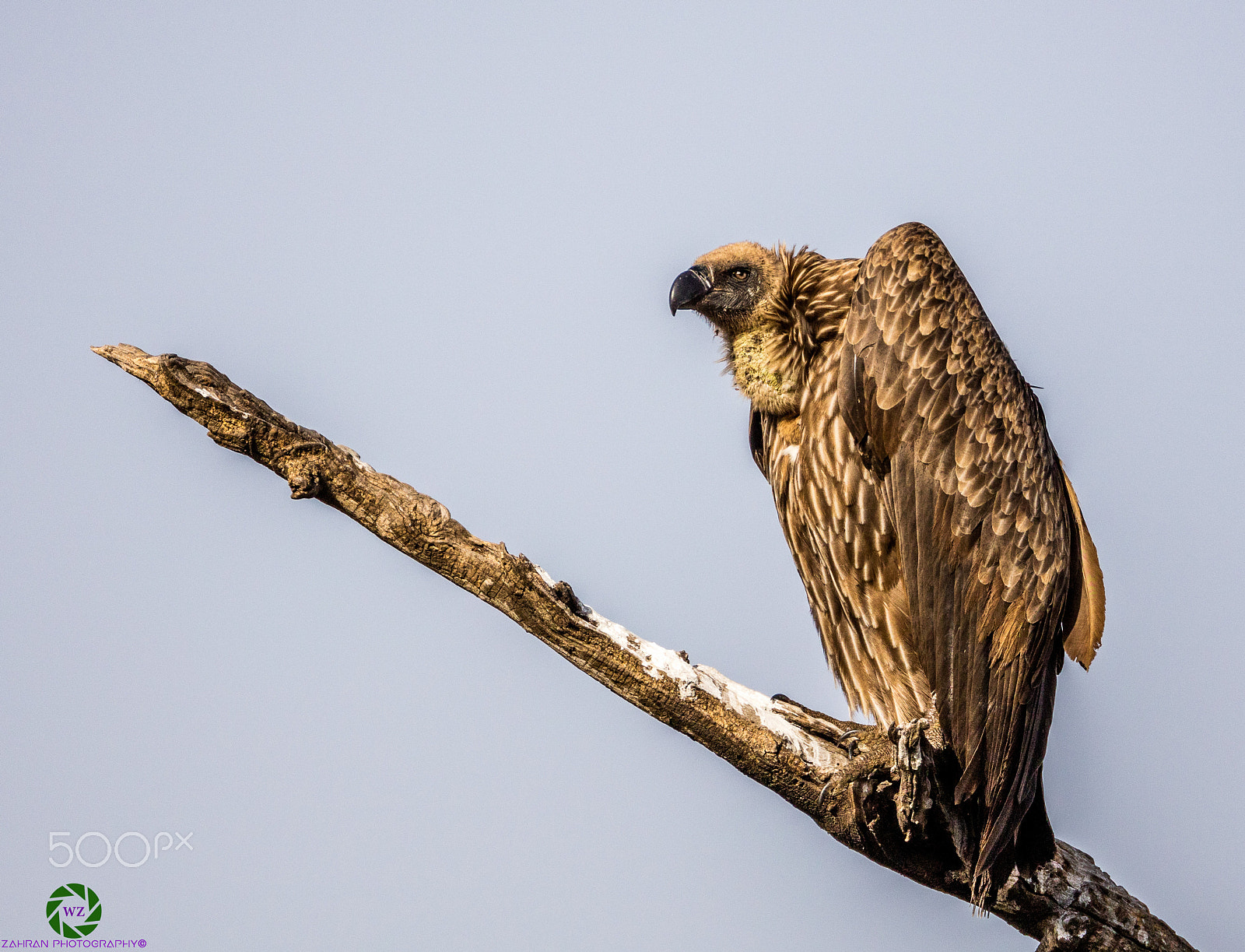 Canon EOS 5DS R + Canon EF 800mm F5.6L IS USM sample photo. Birds photography