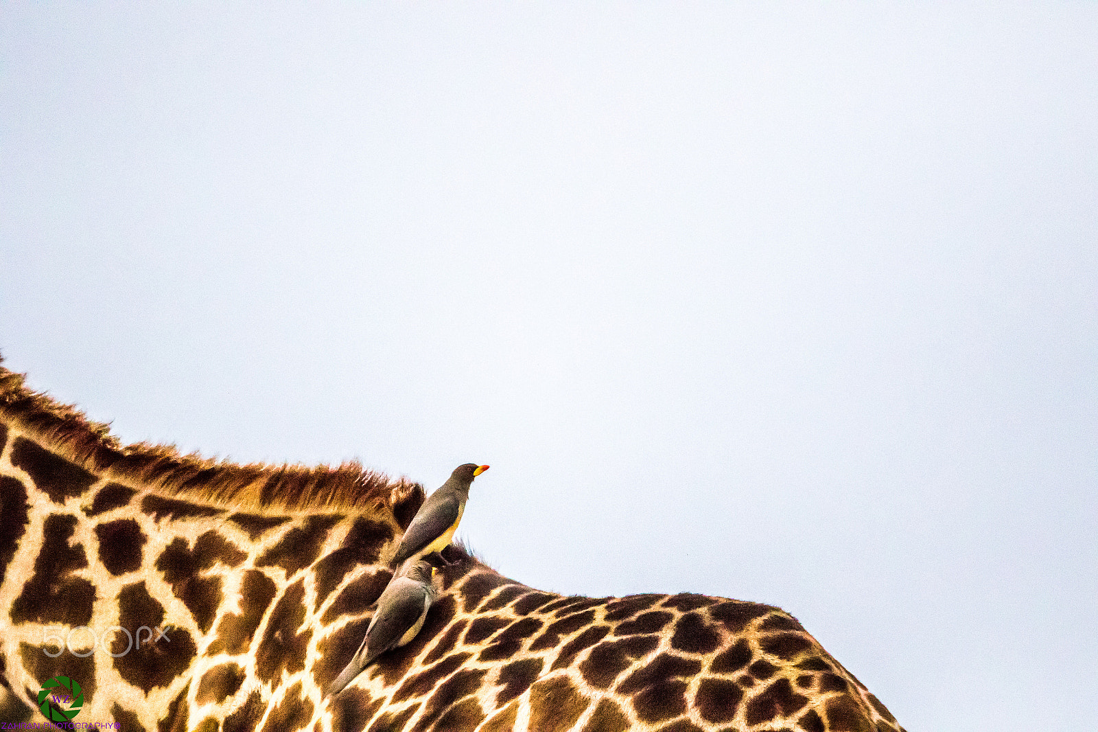 Canon EF 800mm F5.6L IS USM sample photo. Birds photography