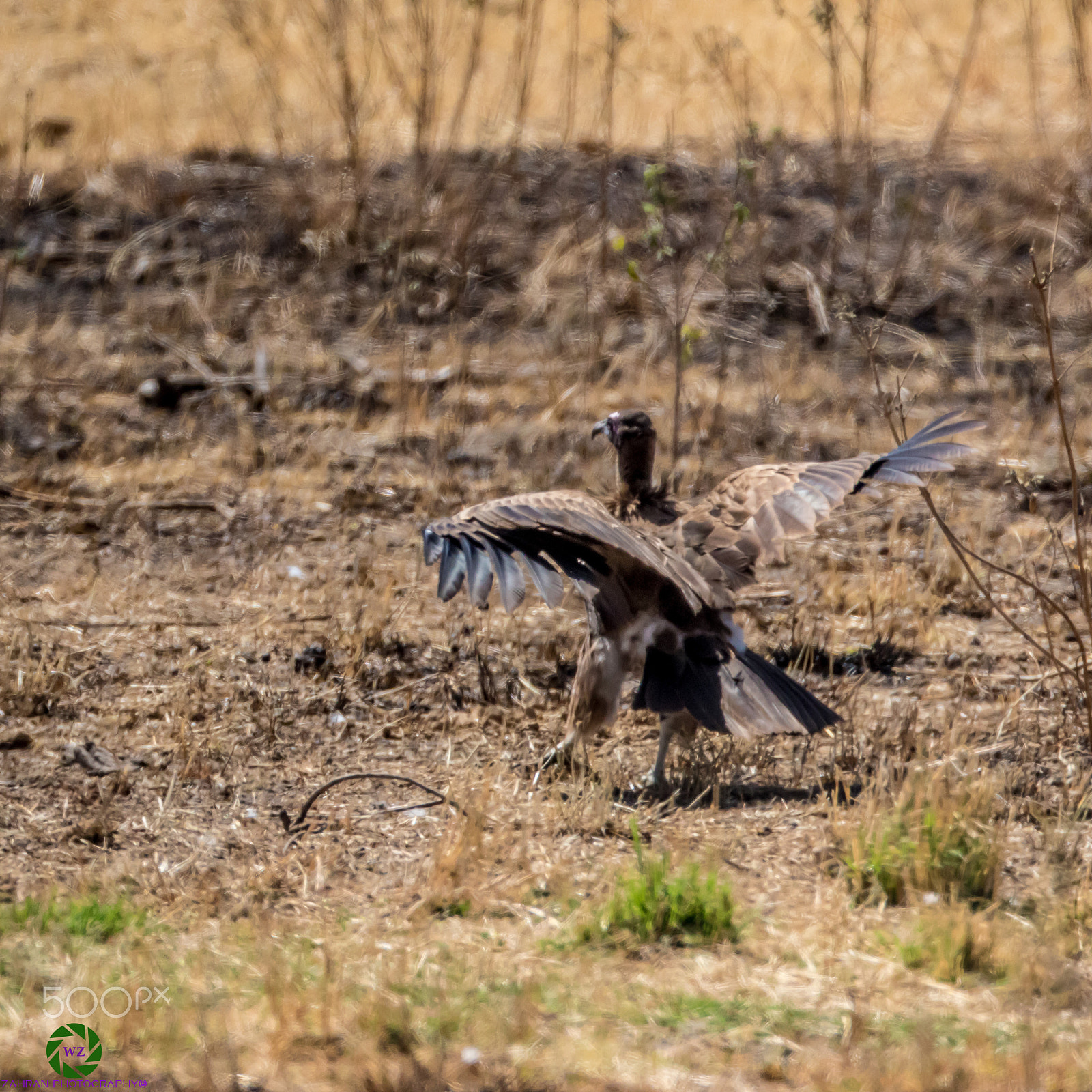 Canon EOS 7D Mark II + Canon EF 800mm F5.6L IS USM sample photo. Birds photography