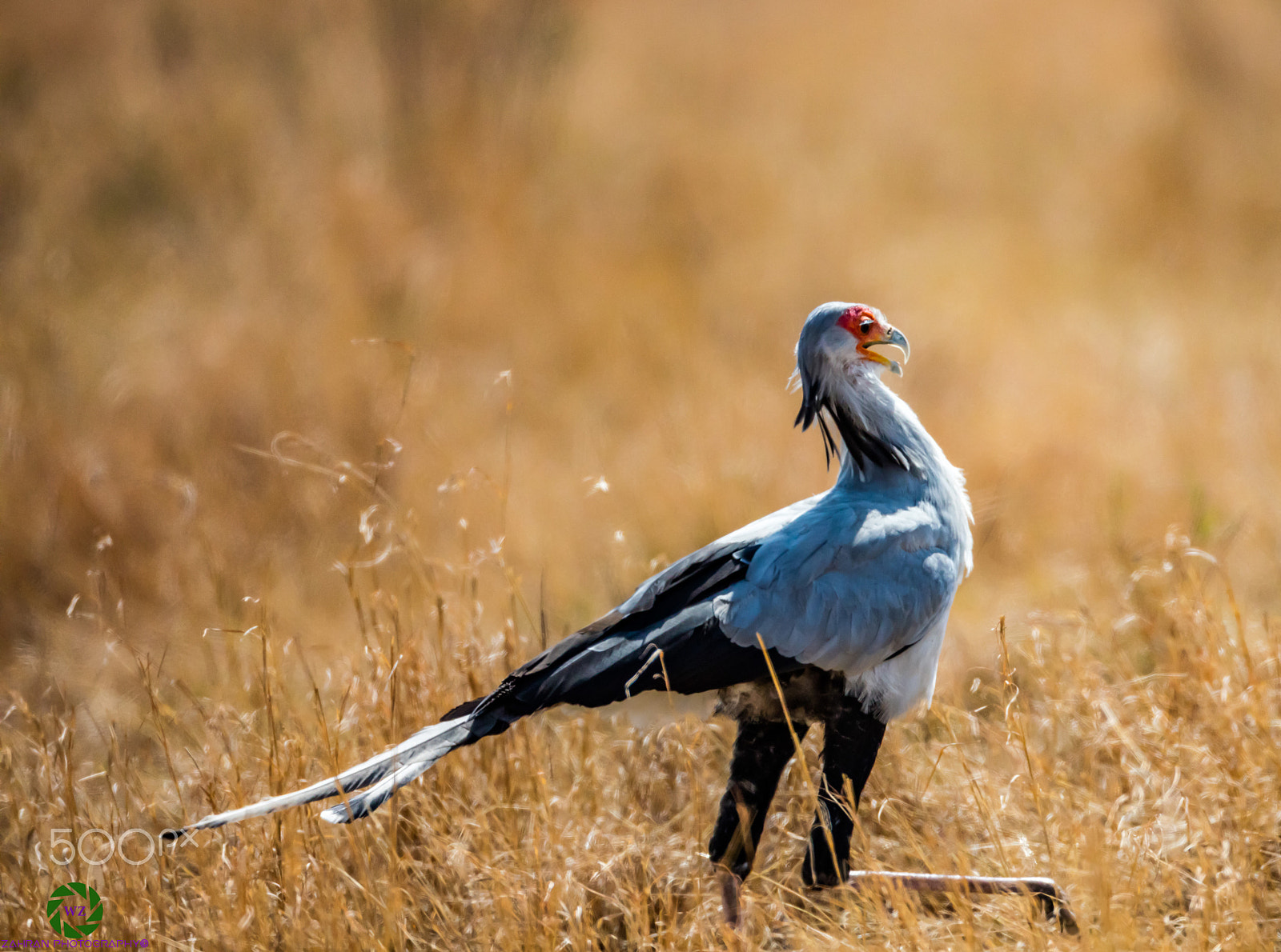 Canon EF 800mm F5.6L IS USM sample photo. Birds photography