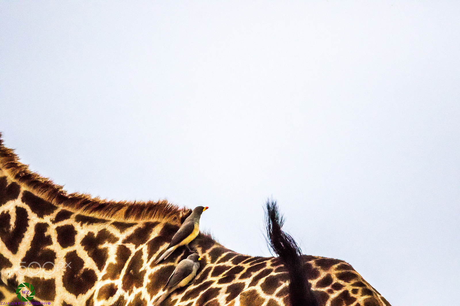 Canon EF 800mm F5.6L IS USM sample photo. Birds photography