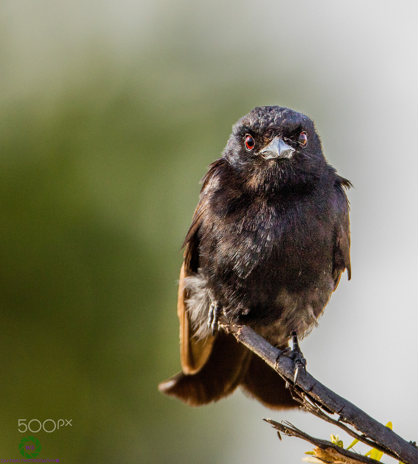Canon EF 800mm F5.6L IS USM sample photo. Birds photography