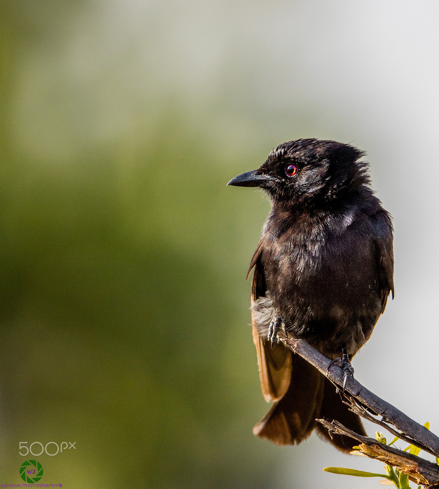 Canon EF 800mm F5.6L IS USM sample photo. Birds photography