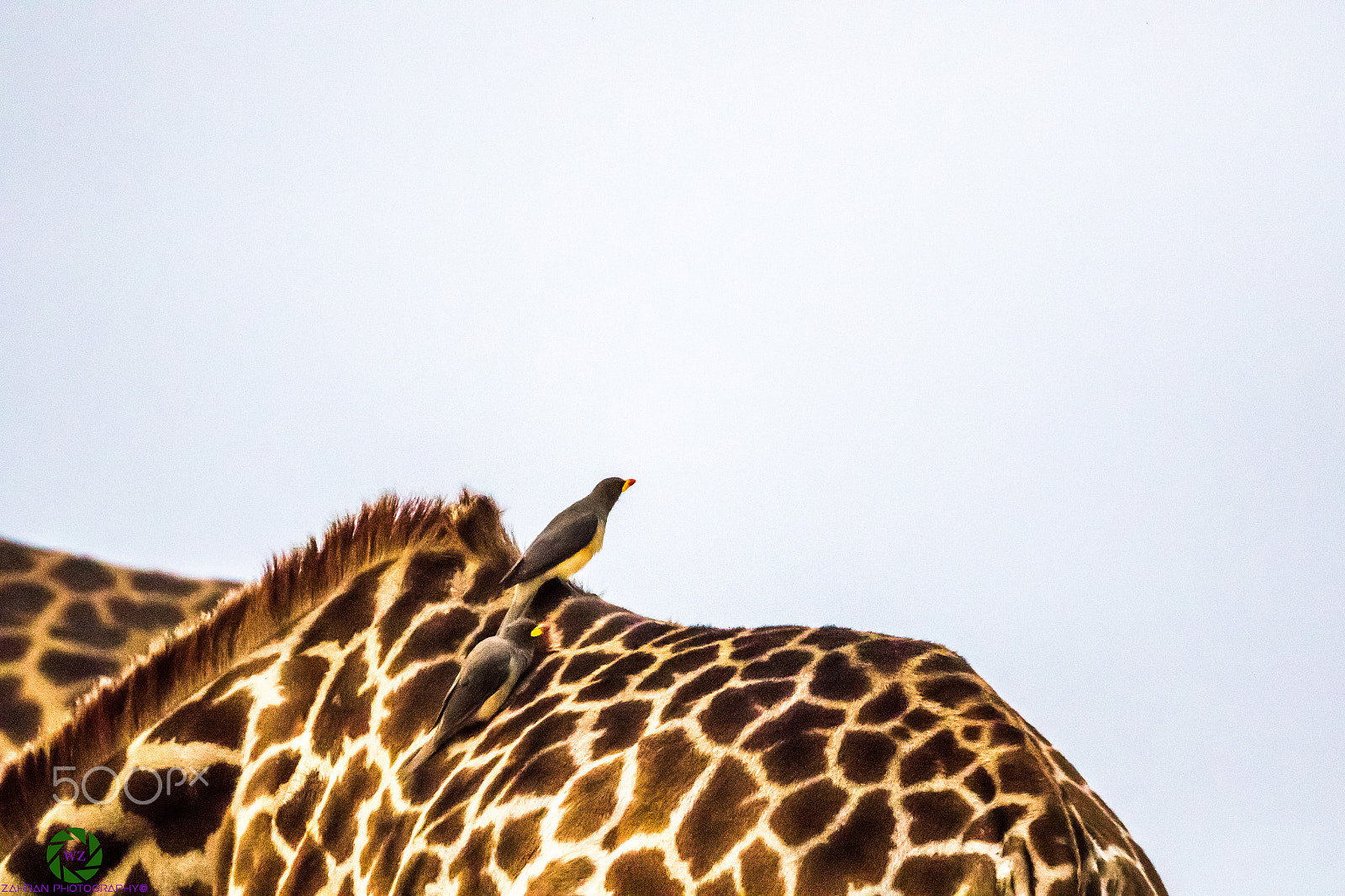 Canon EOS 7D Mark II + Canon EF 800mm F5.6L IS USM sample photo. Birds photography