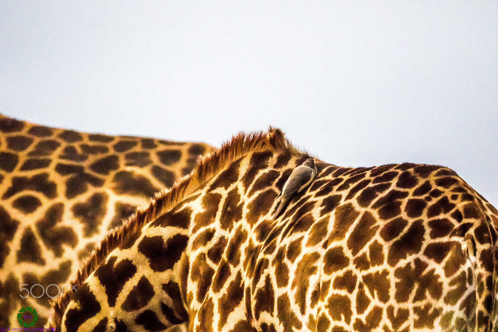 Canon EF 800mm F5.6L IS USM sample photo. Birds photography