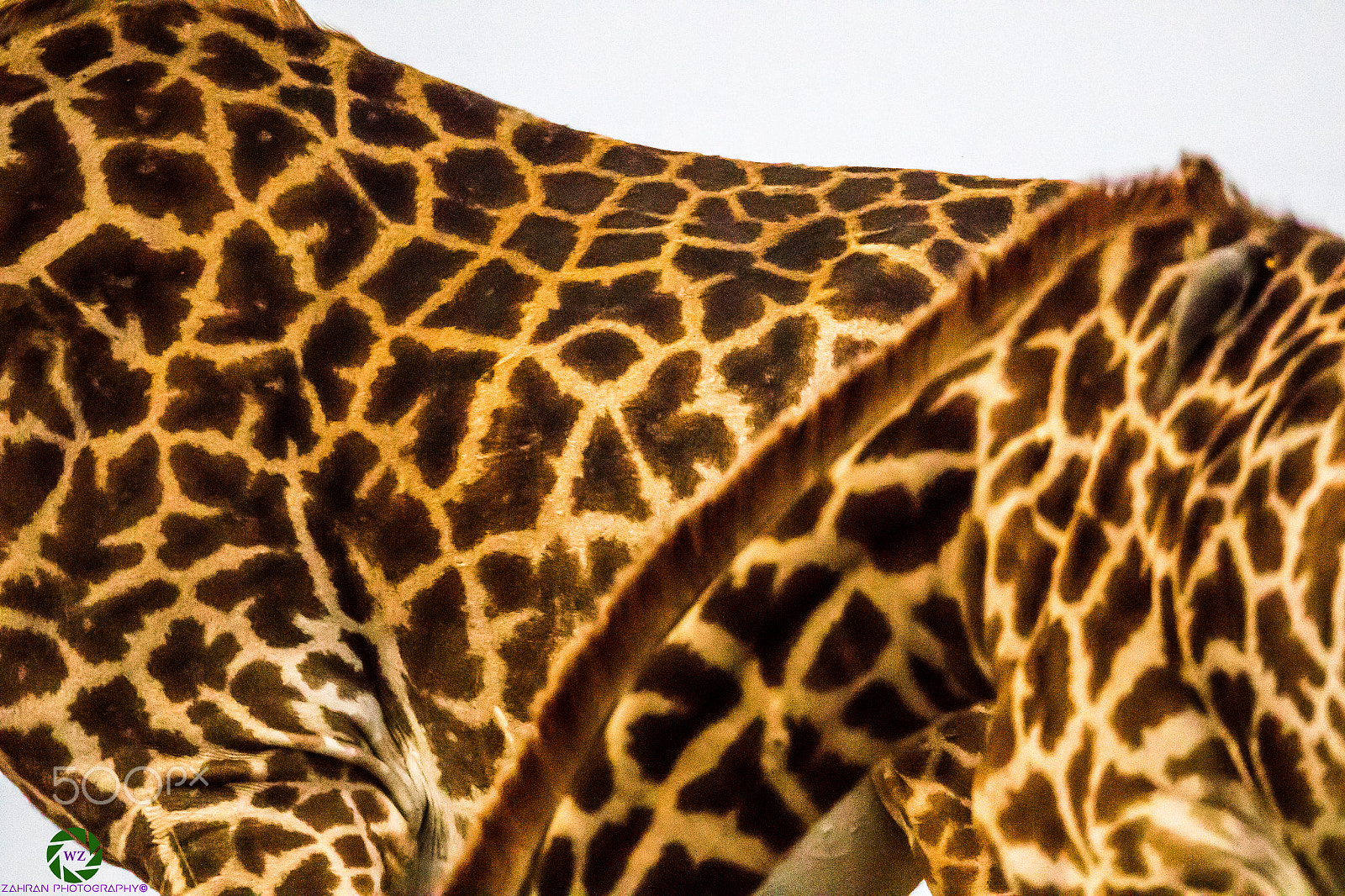Canon EF 800mm F5.6L IS USM sample photo. Birds photography