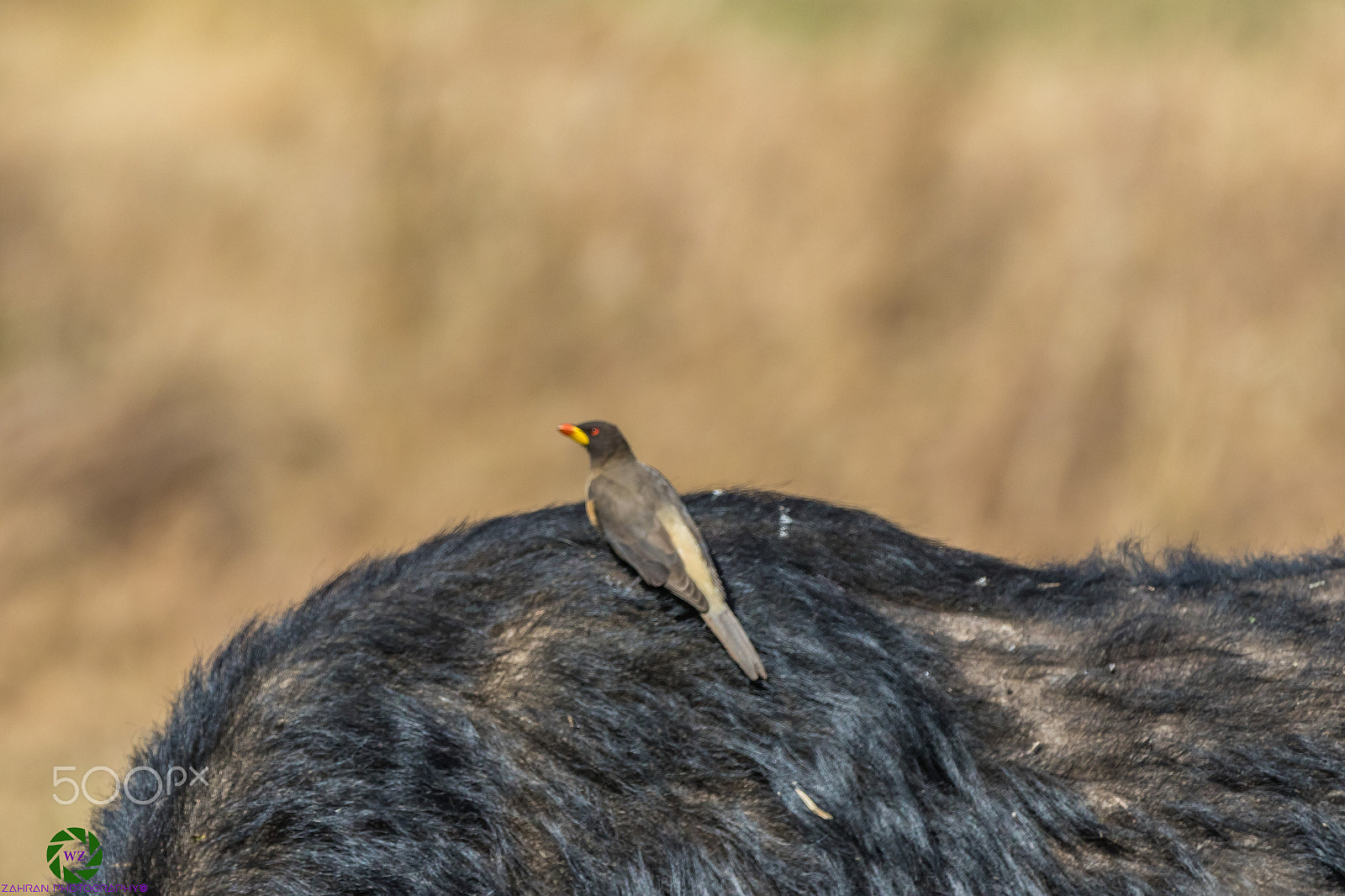 Canon EF 70-200mm F2.8L IS II USM sample photo. Birds photography