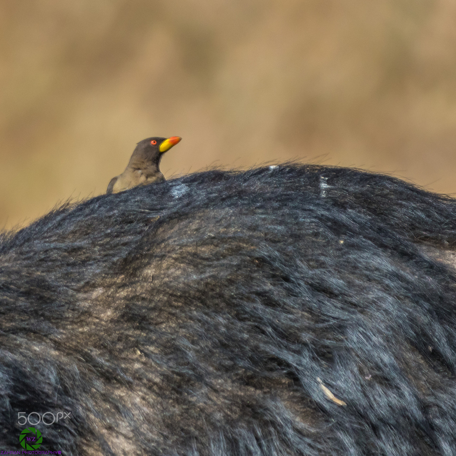 Canon EF 70-200mm F2.8L IS II USM sample photo. Birds photography