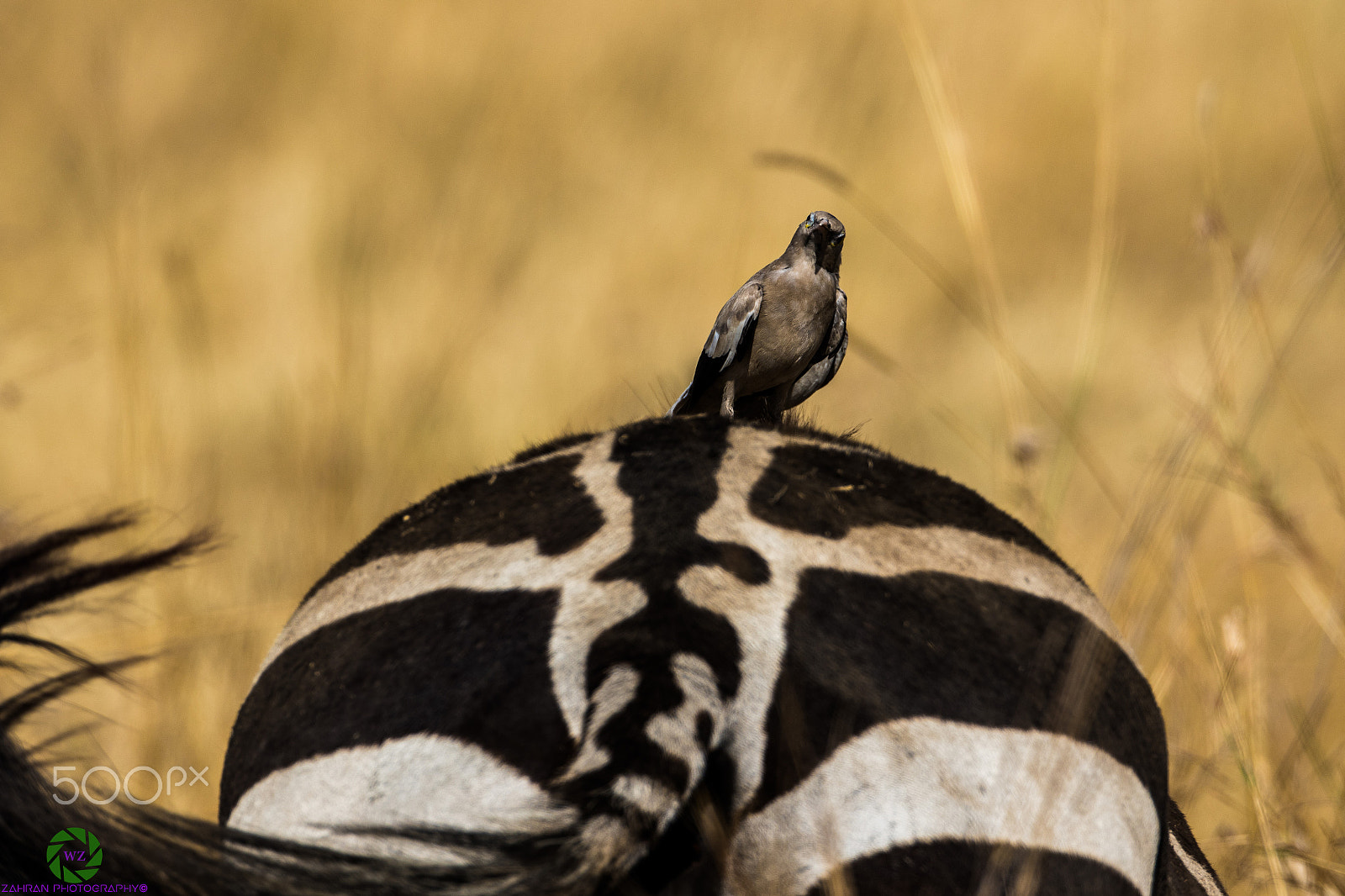 Canon EOS 7D Mark II + Canon EF 800mm F5.6L IS USM sample photo. Birds photography