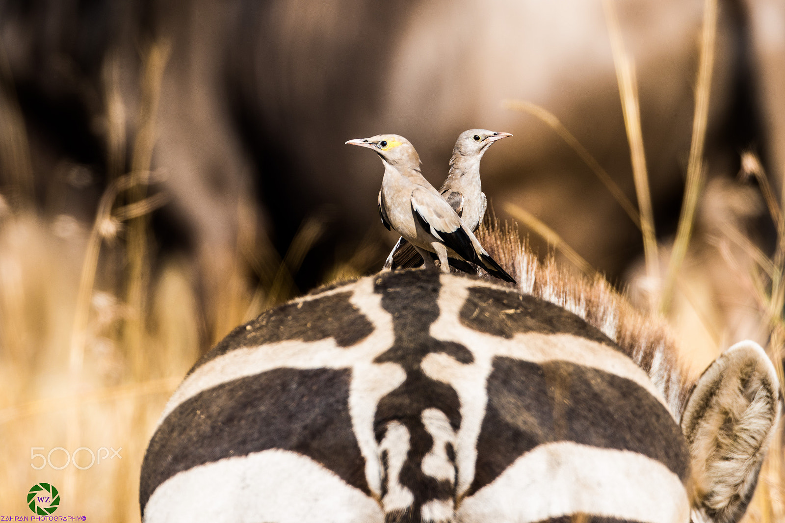 Canon EOS 7D Mark II + Canon EF 800mm F5.6L IS USM sample photo. Birds photography