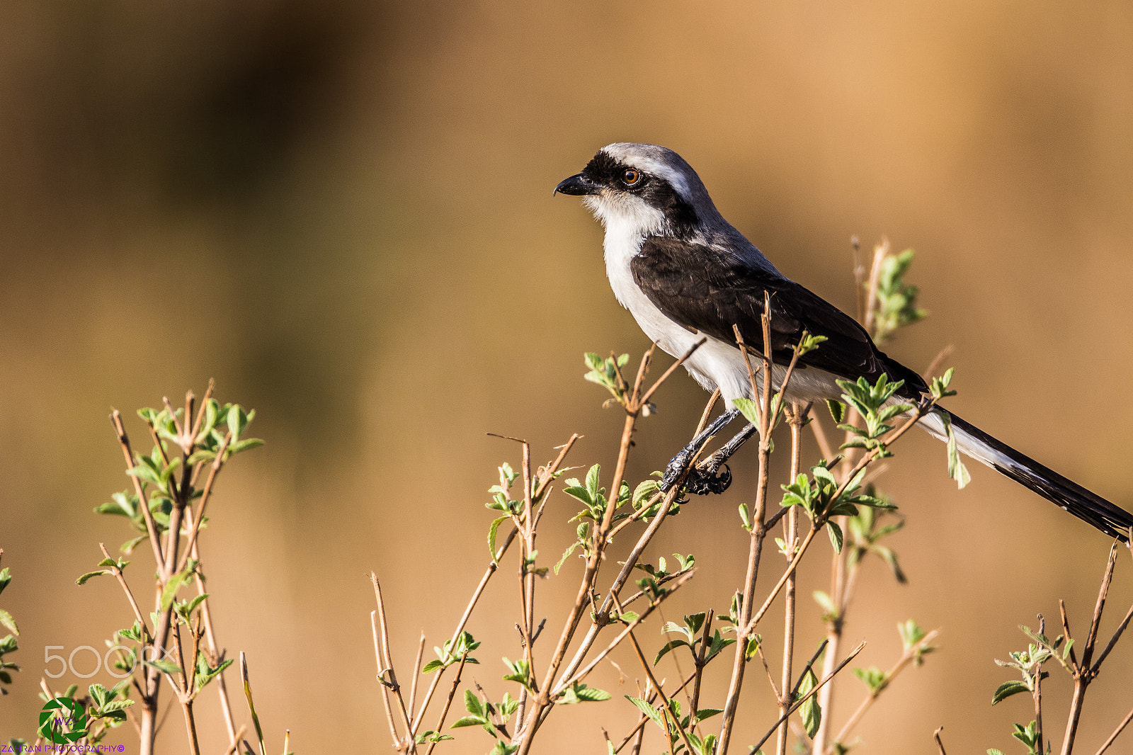 Canon EOS 7D Mark II + Canon EF 800mm F5.6L IS USM sample photo. Birds photography