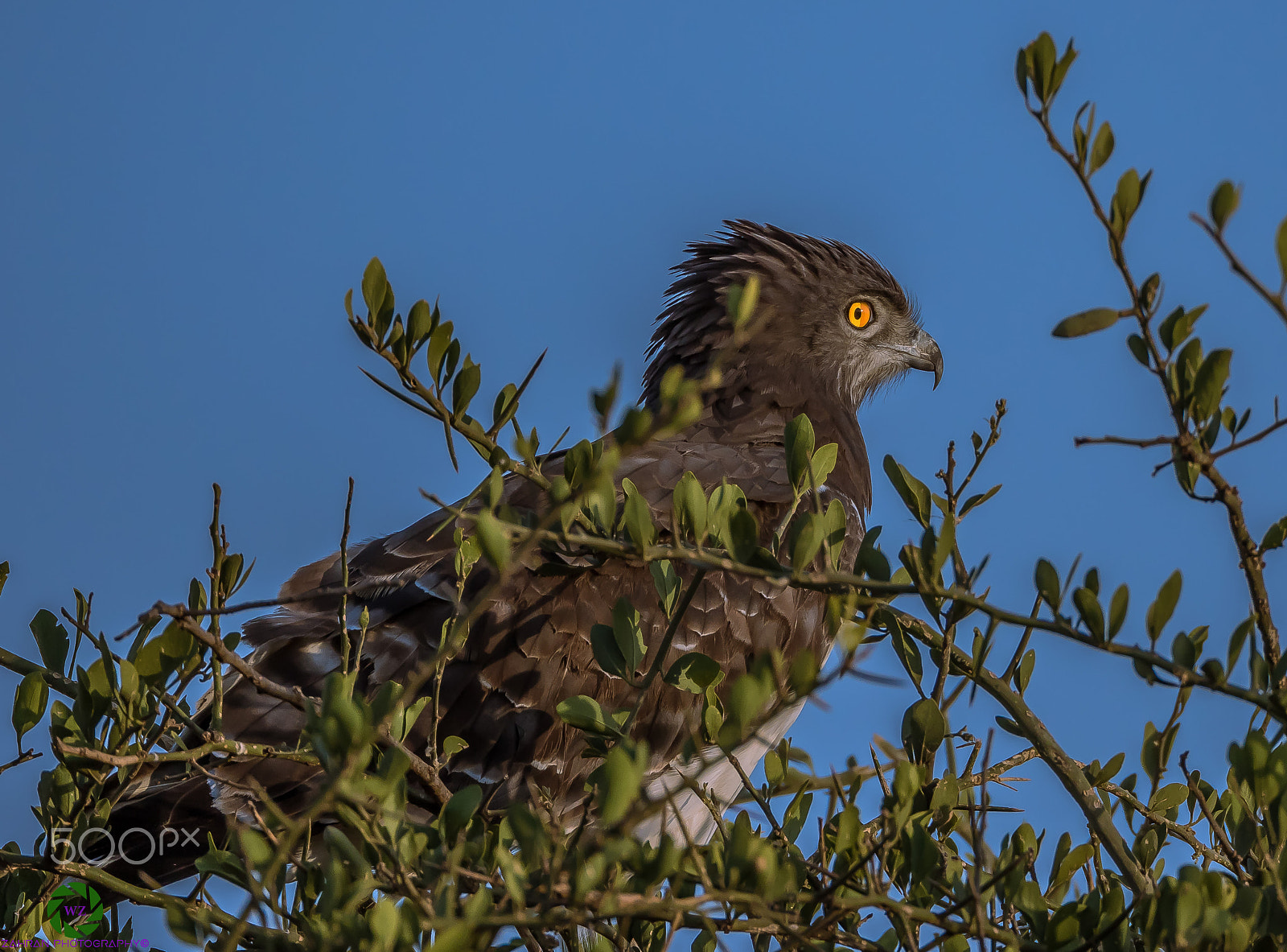 Canon EOS 7D Mark II + Canon EF 800mm F5.6L IS USM sample photo. Birds photography