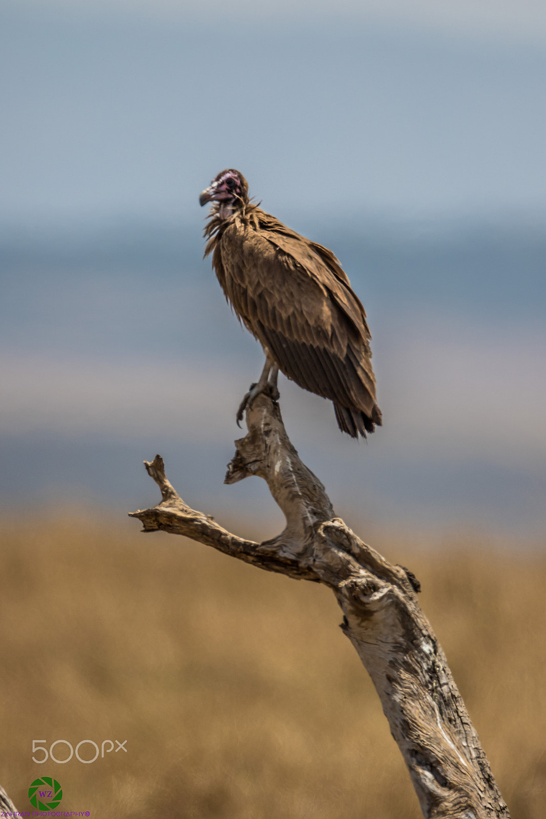 Canon EOS 7D Mark II + Canon EF 800mm F5.6L IS USM sample photo. Birds photography