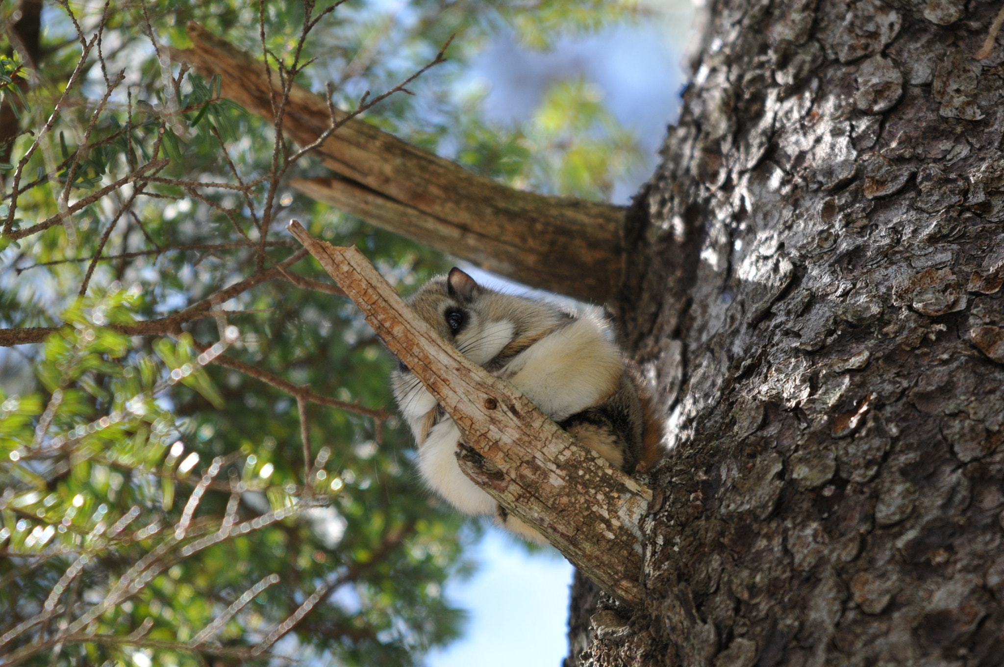 Sigma 150-500mm F5-6.3 DG OS HSM sample photo. Momonga photography