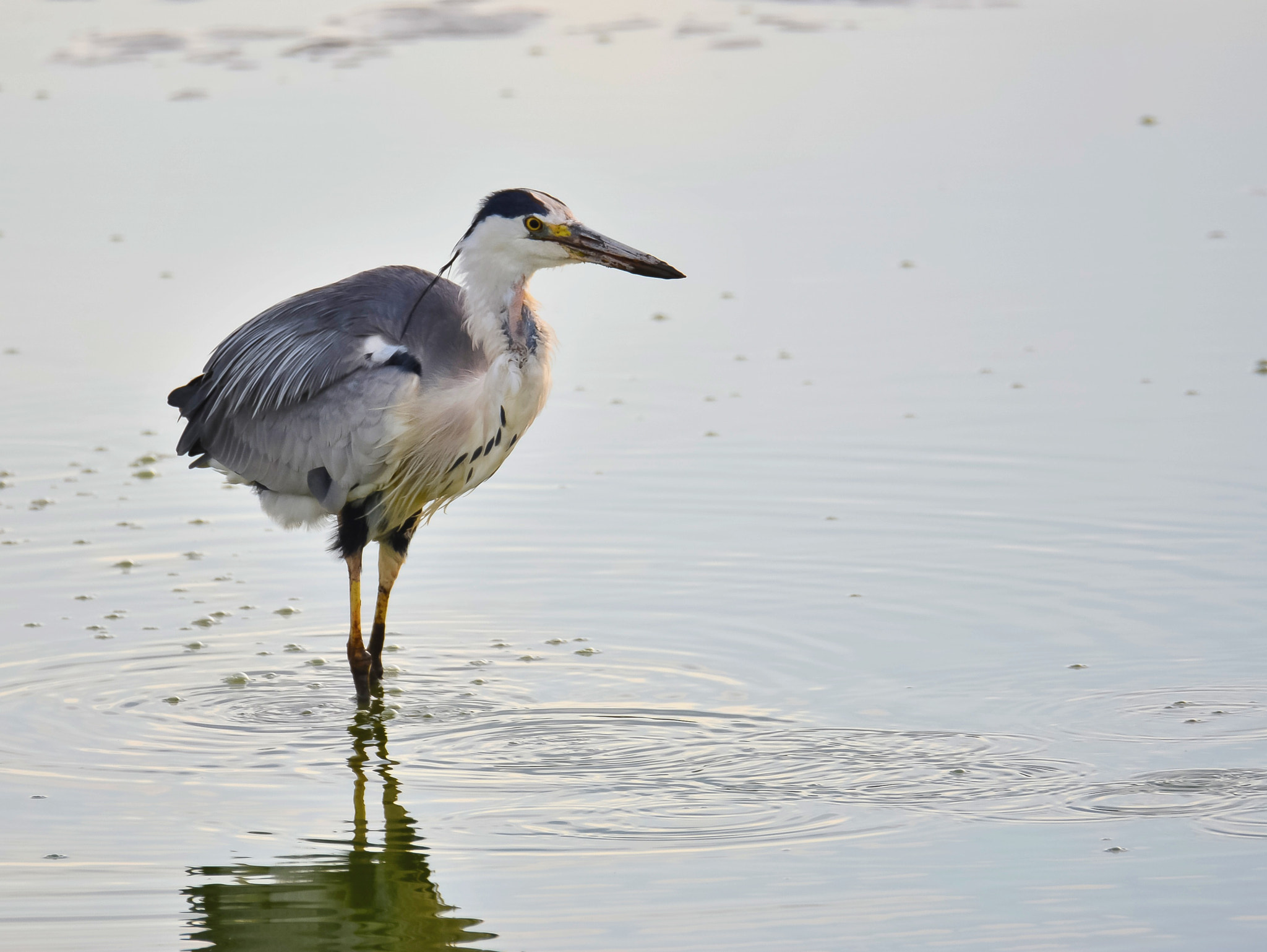 Sigma 150-600mm F5-6.3 DG OS HSM | S sample photo. Grey heron photography