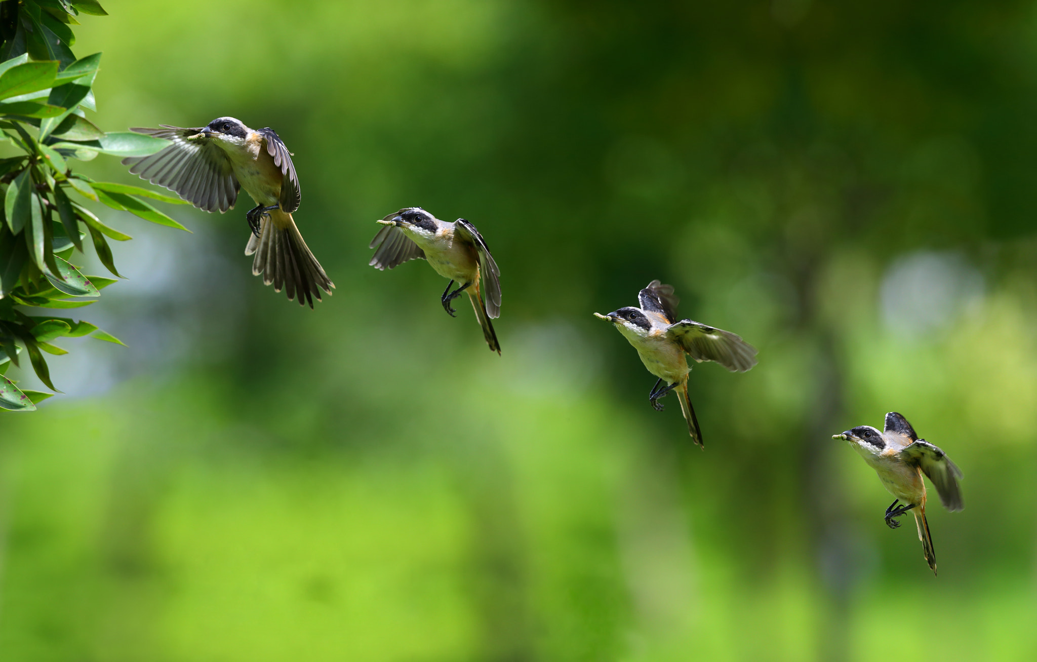 Canon EOS-1D X + Canon EF 300mm F2.8L IS II USM sample photo. Harvest photography