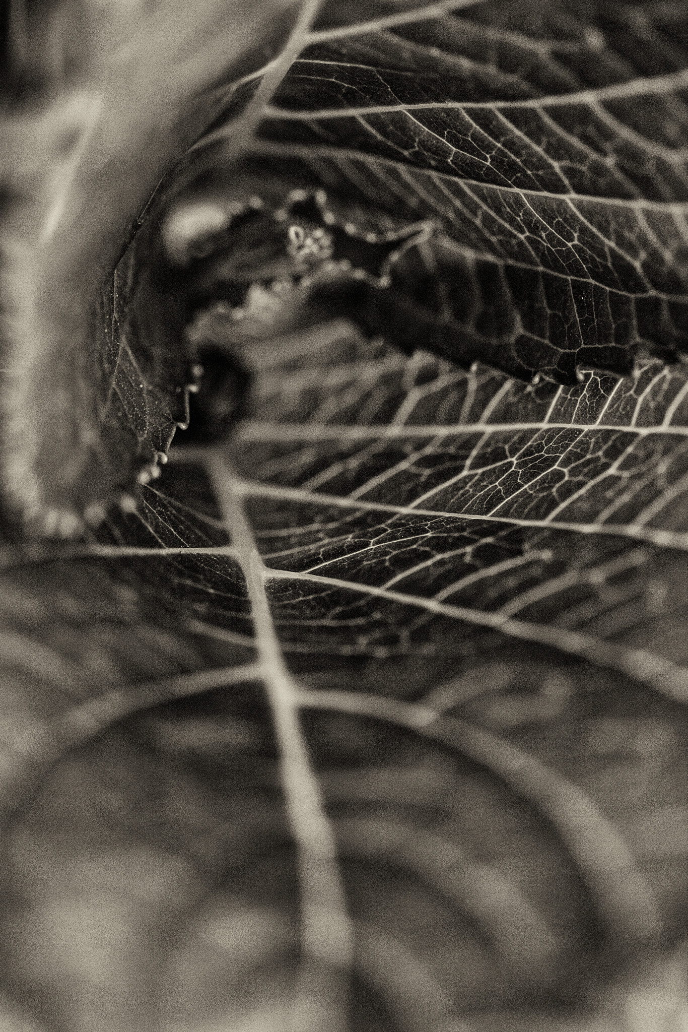 Canon EF 100mm F2.8 Macro USM sample photo. Veins of life photography