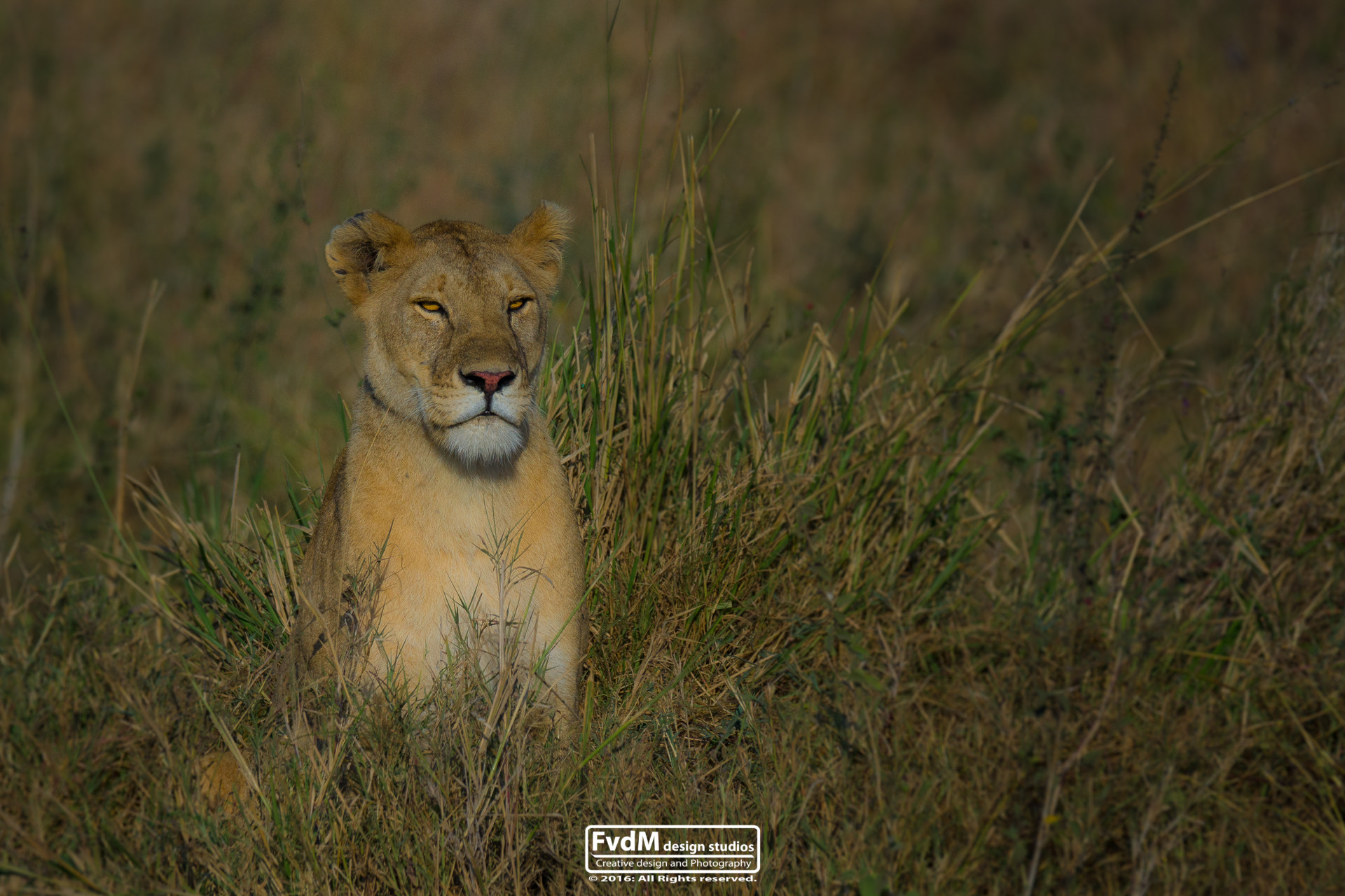 Sony 70-400mm F4-5.6 G SSM sample photo. You're almost mine... photography