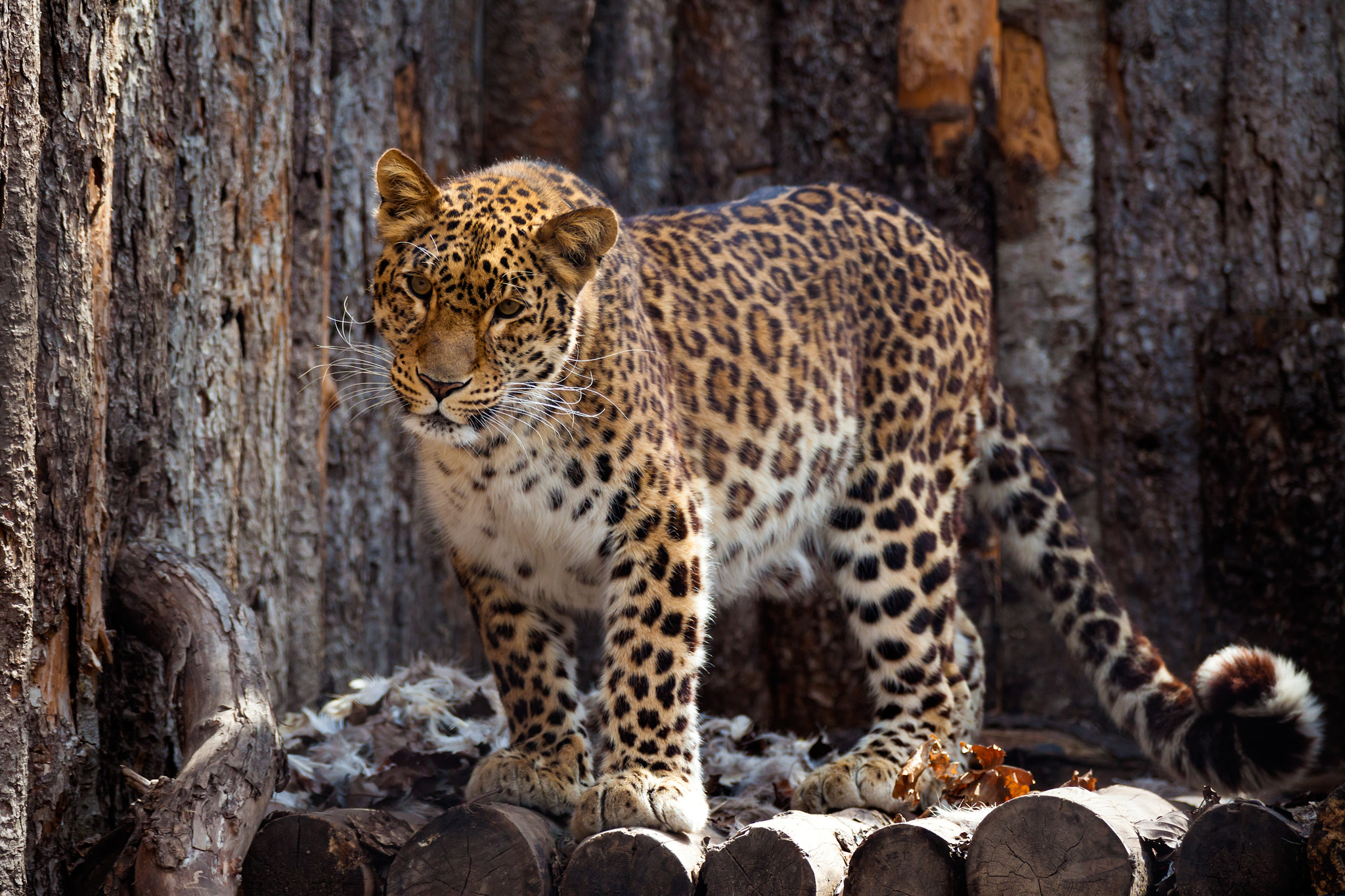 Canon EF 100-300mm f/5.6L sample photo. Amur leopard in a zoo photography