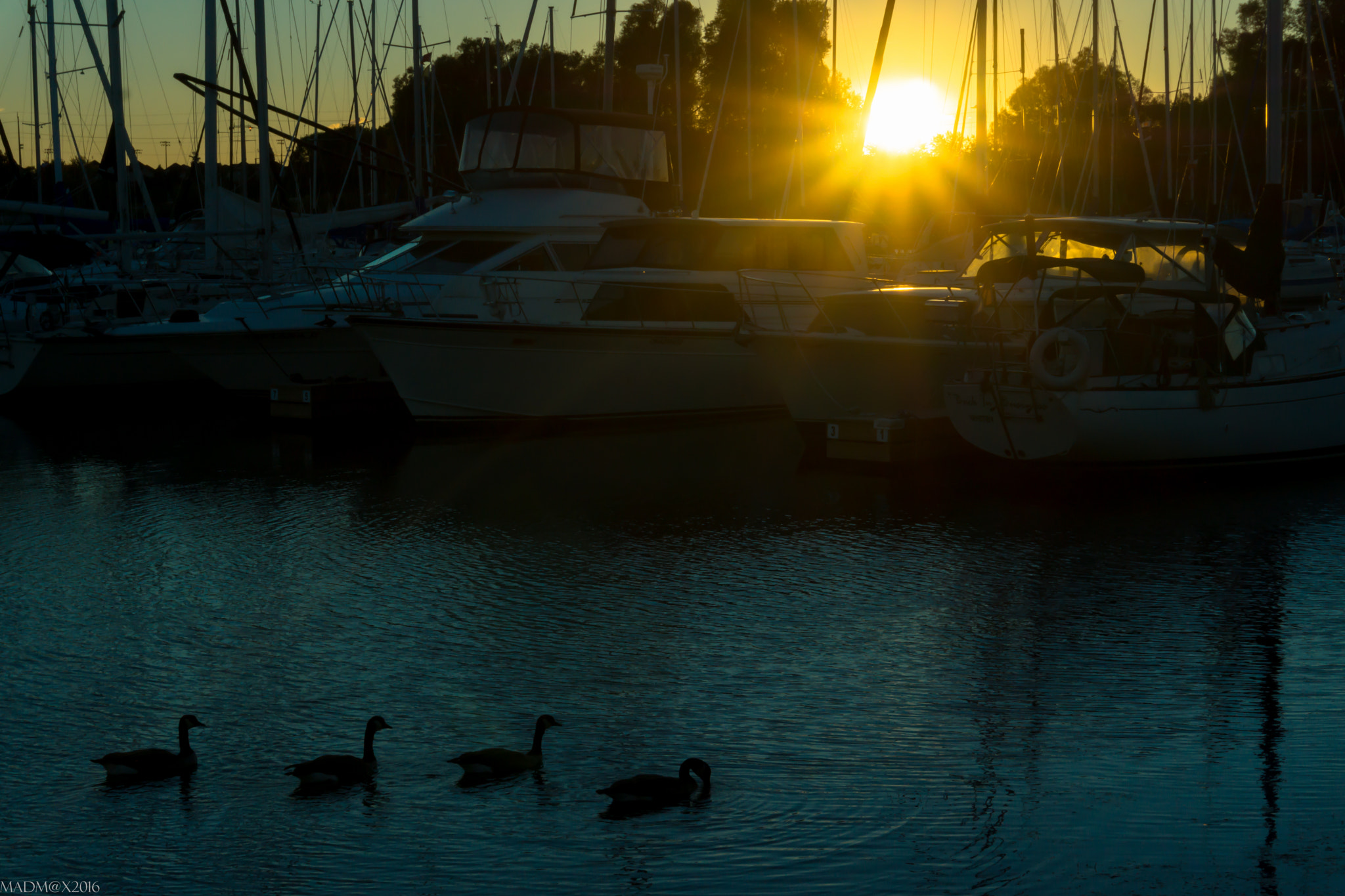 Sony Alpha NEX-7 sample photo. Ducks under the sunset photography