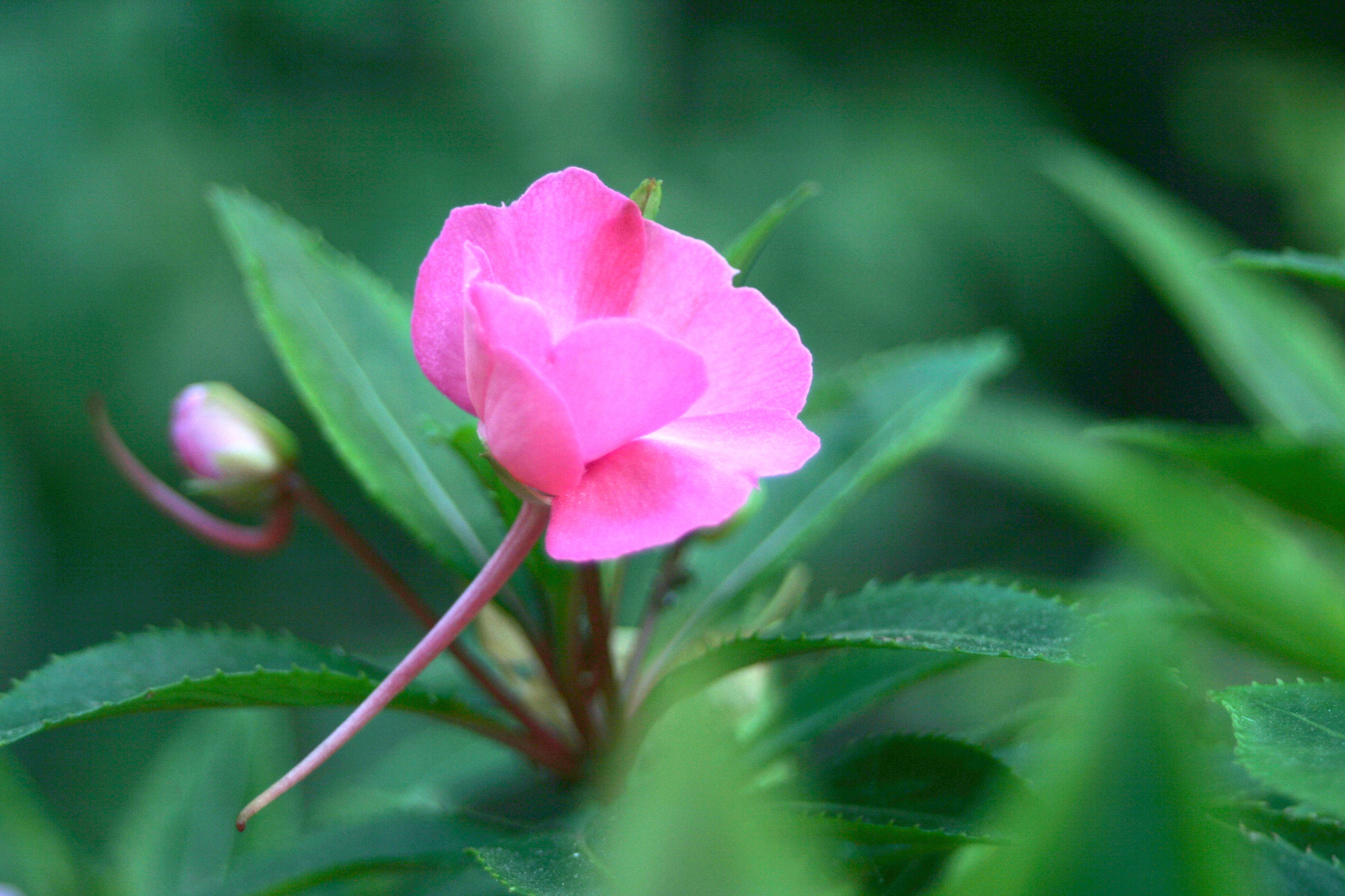Canon EOS 400D (EOS Digital Rebel XTi / EOS Kiss Digital X) + Canon EF 28-80mm f/3.5-5.6 USM IV sample photo. Pink flower photography