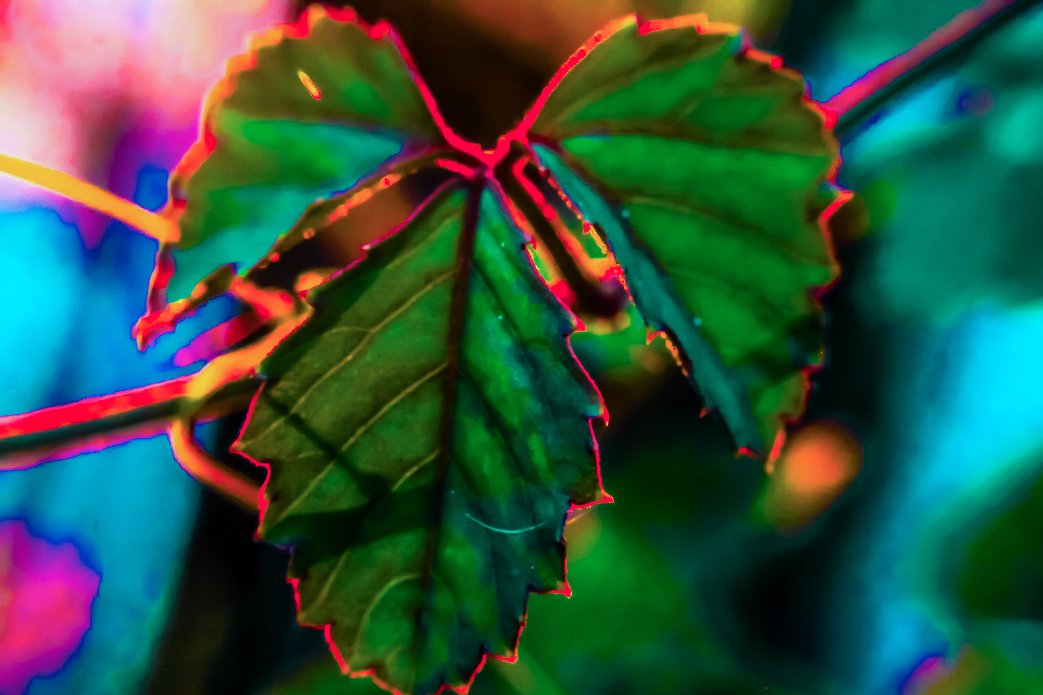 Canon EOS 50D sample photo. Sunset & leaf photography